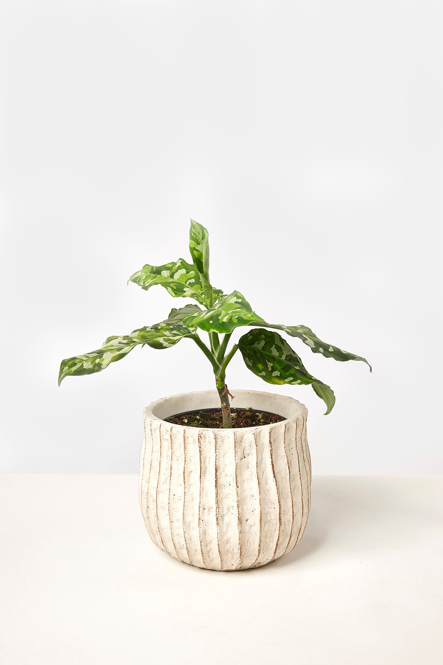 Aglaonema Pictum Tricolor