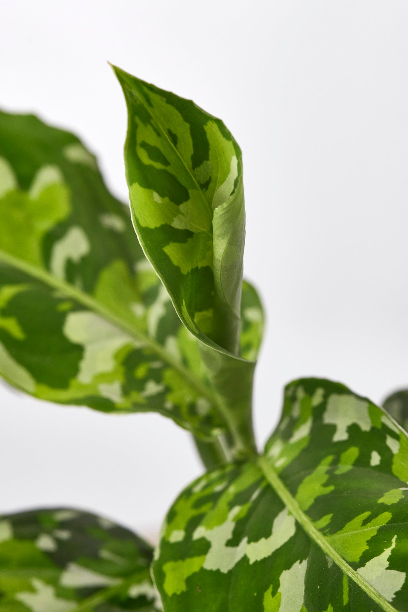 Aglaonema Pictum Tricolor
