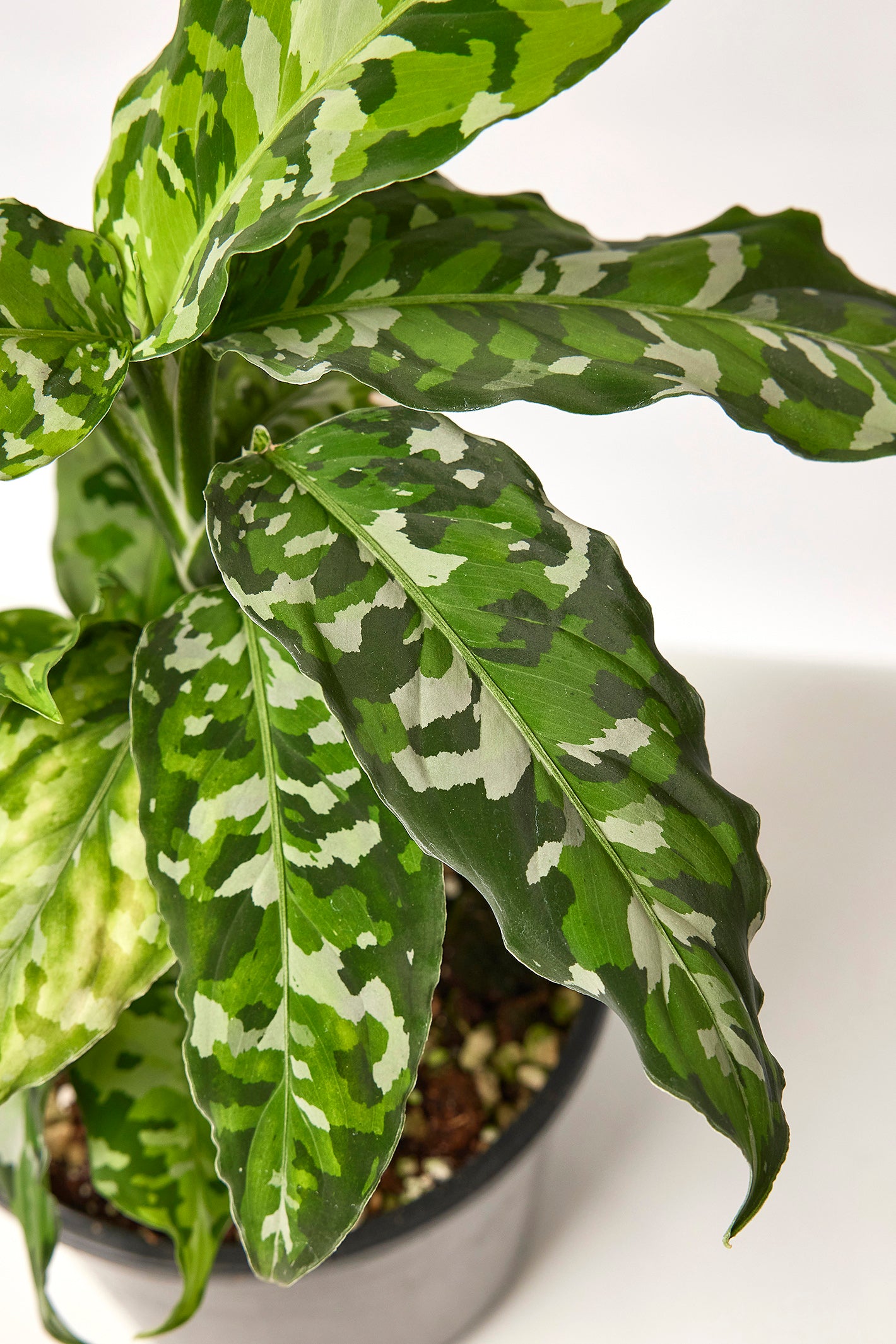 Aglaonema Pictum Tricolor