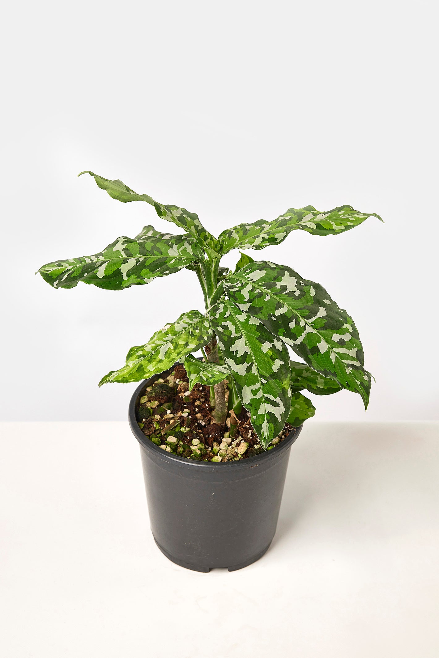Aglaonema Pictum Tricolor