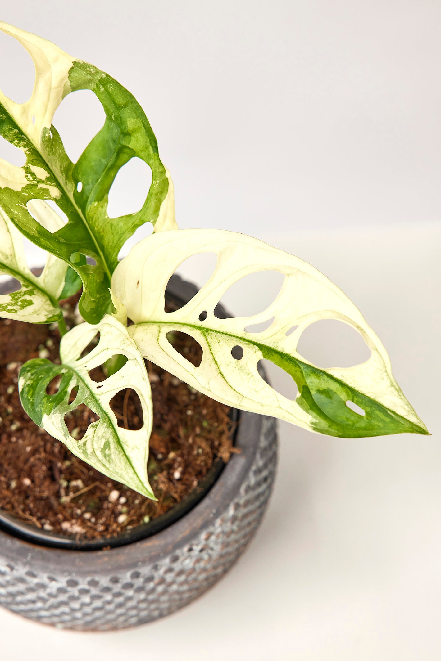 Monstera adansonii variegated Albo (3/4 Leaves)