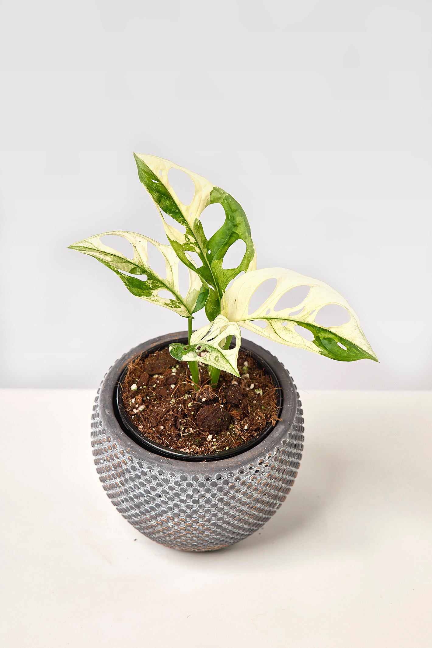 Monstera adansonii variegated Albo (3/4 Leaves)