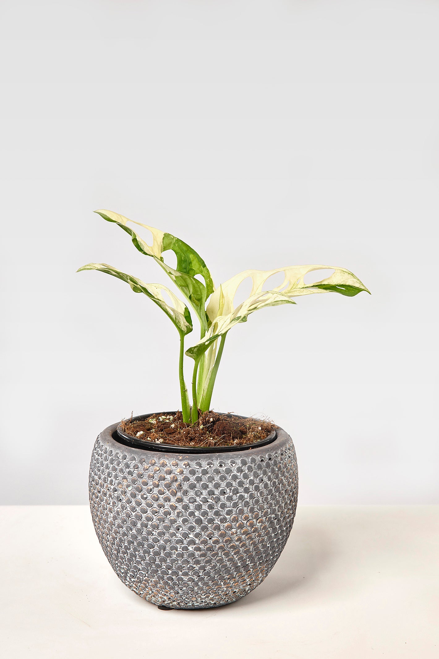 Monstera adansonii variegated Albo (3/4 Leaves)