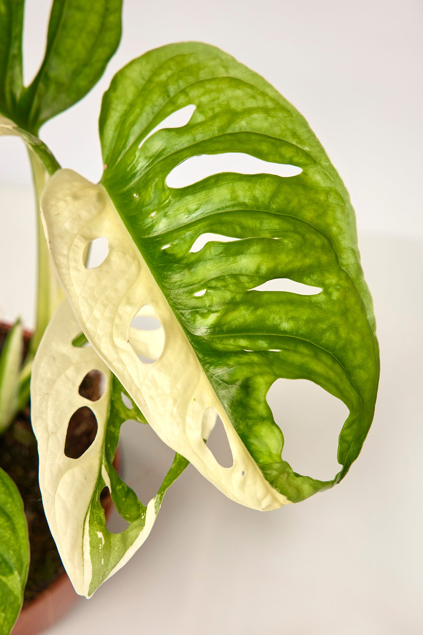 Monstera adansonii variegated Albo (3/4 Leaves)