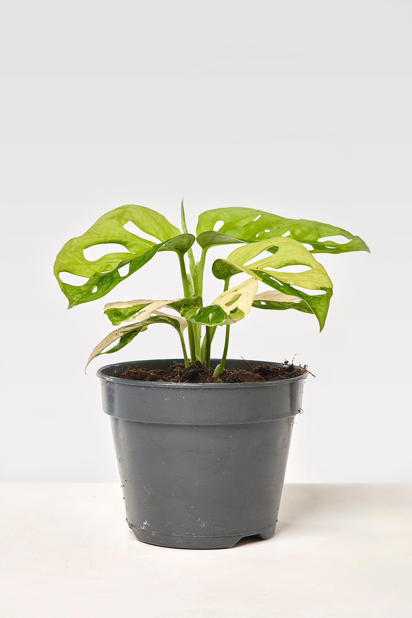 Monstera adansonii variegated aurea (6/7 + Leaves)