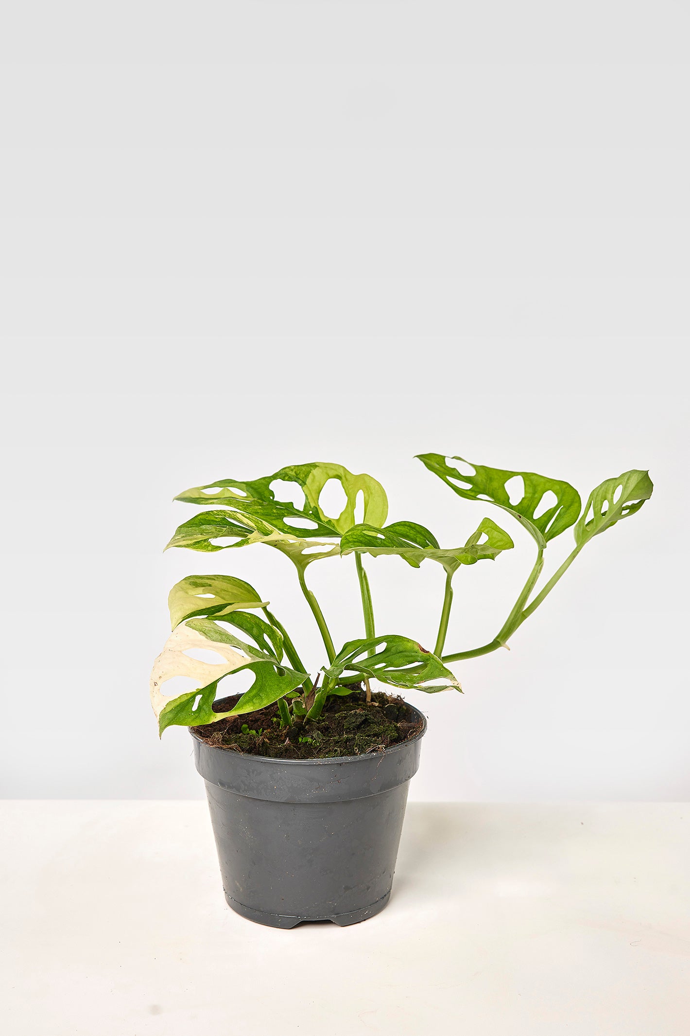 Monstera adansonii variegated aurea (6/7 + Leaves)