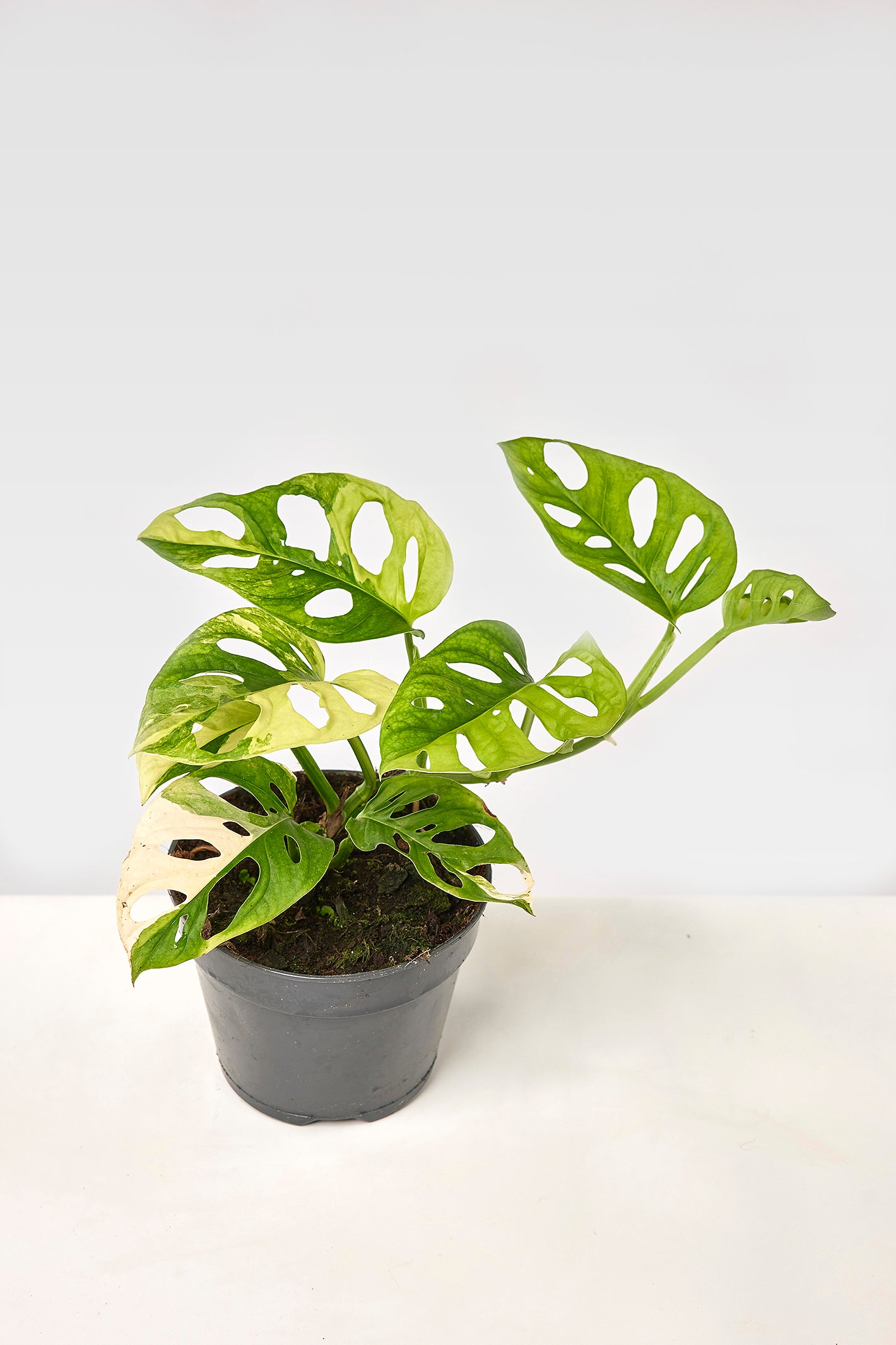 Monstera adansonii variegated aurea (6/7 + Leaves)