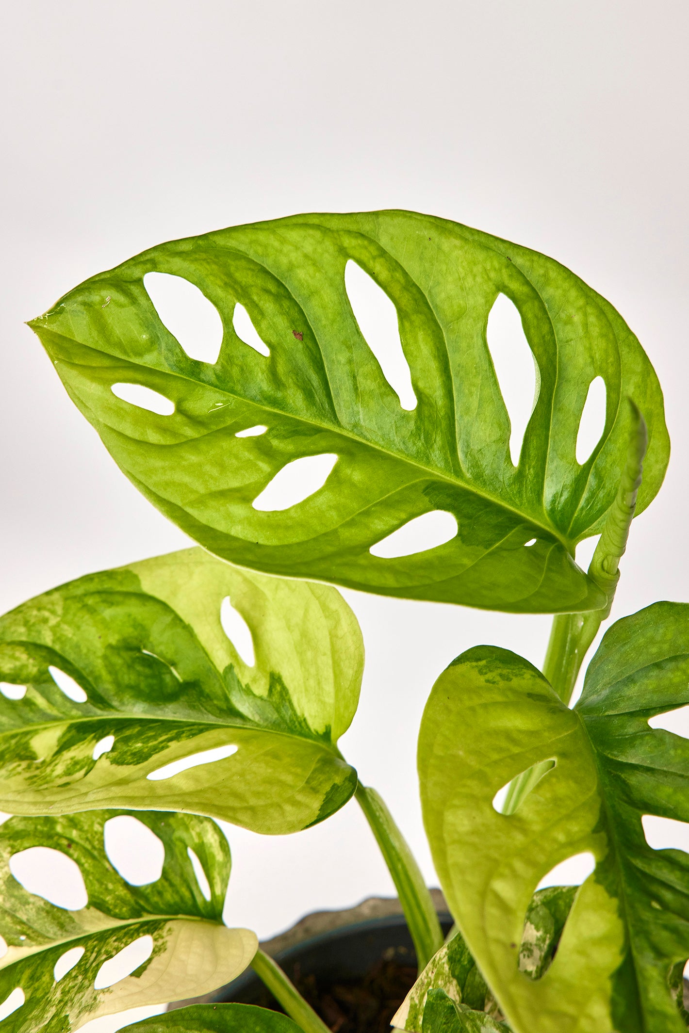 Monstera adansonii variegated aurea (6/7 + Leaves)