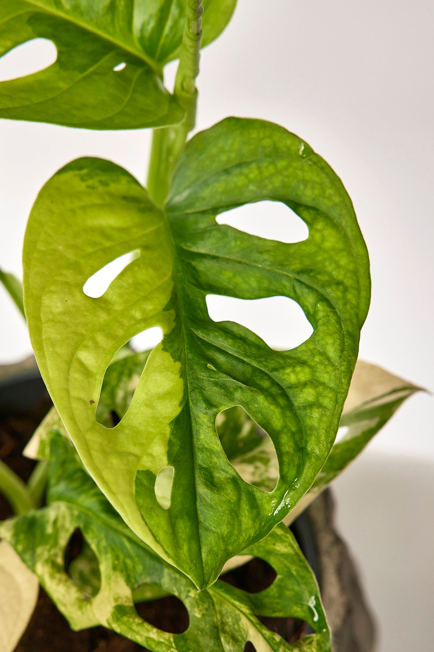 Monstera adansonii variegated aurea (6/7 + Leaves)