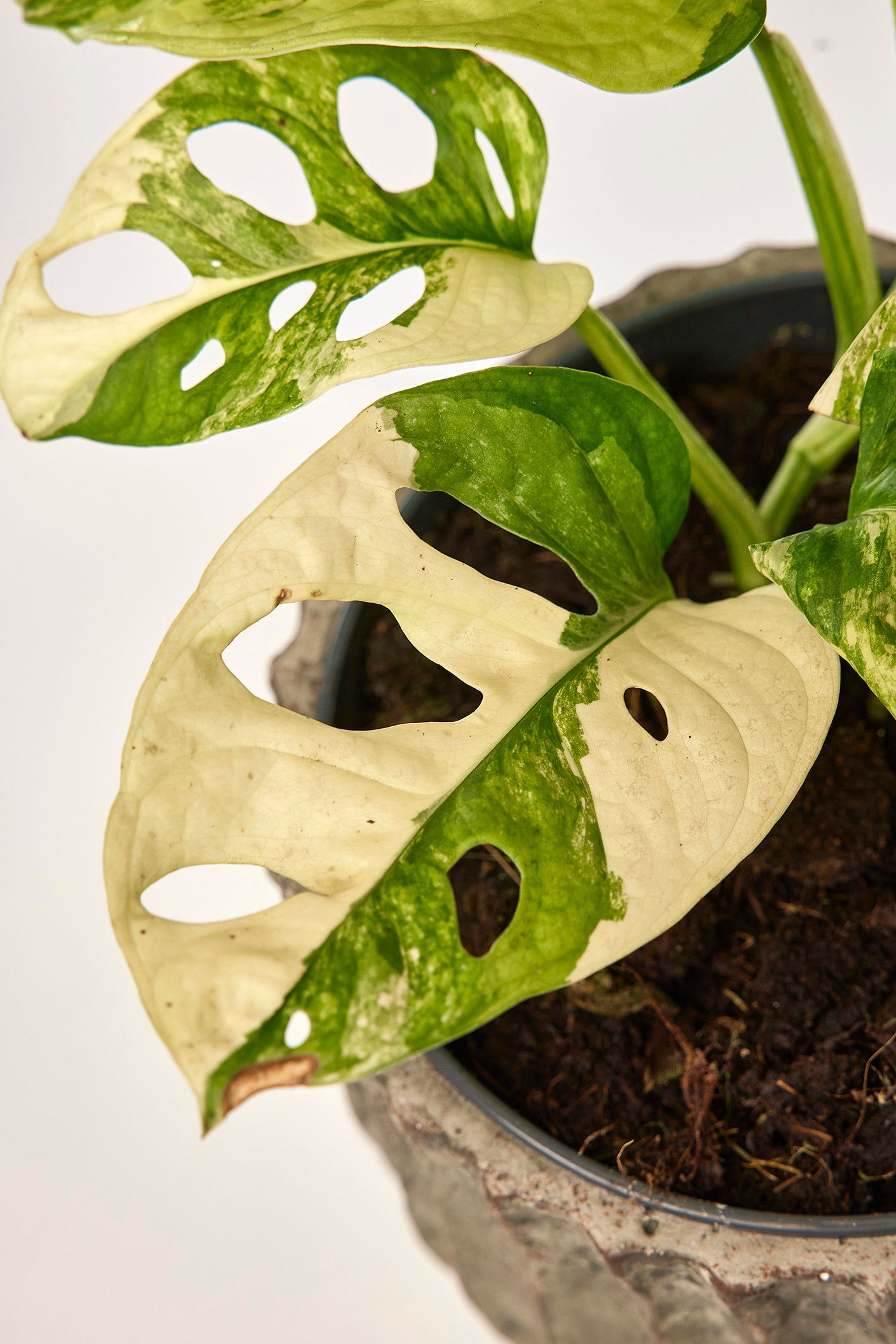 Monstera adansonii variegated aurea (6/7 + Leaves)