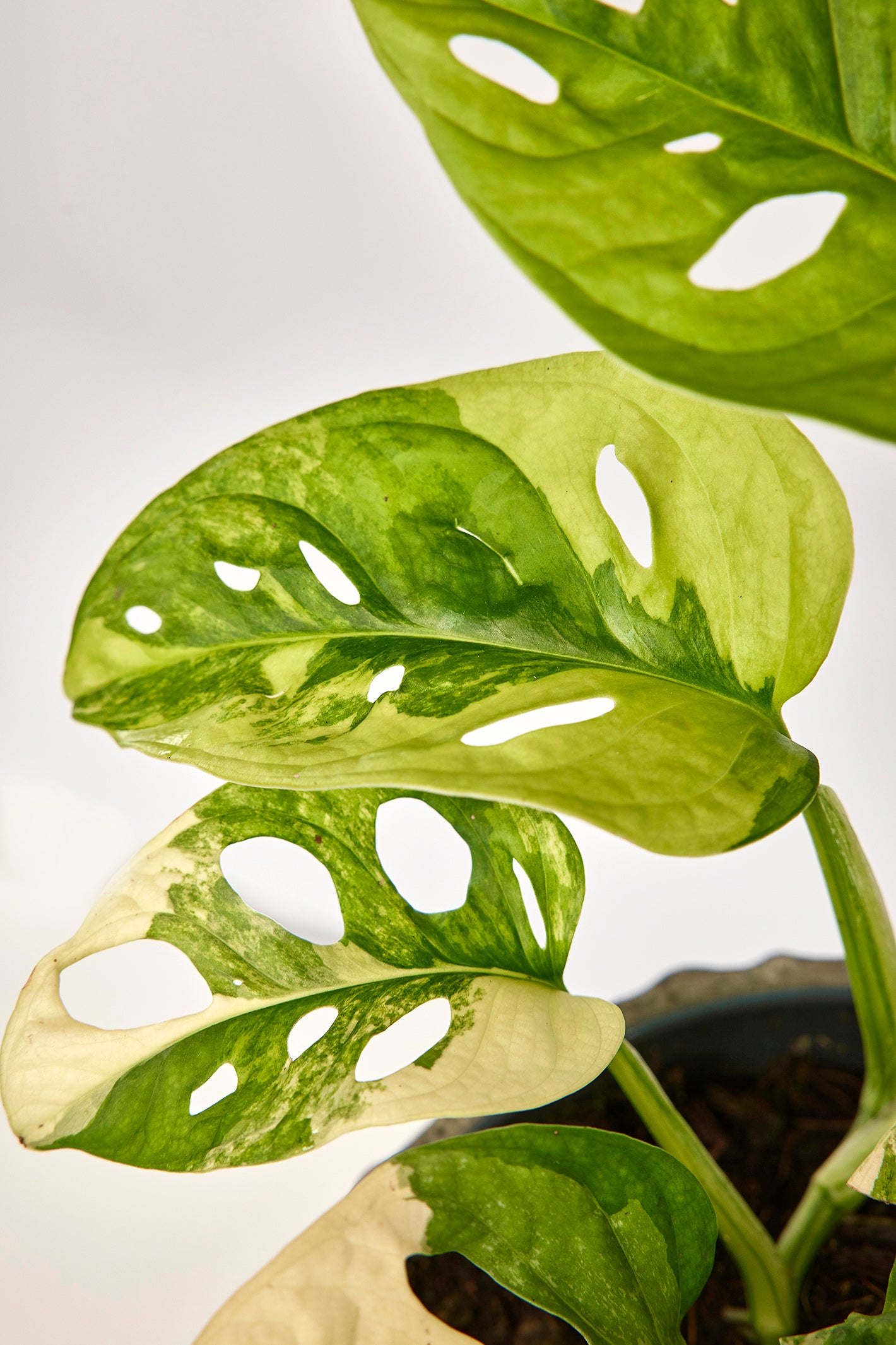 Monstera adansonii variegated aurea (6/7 + Leaves)