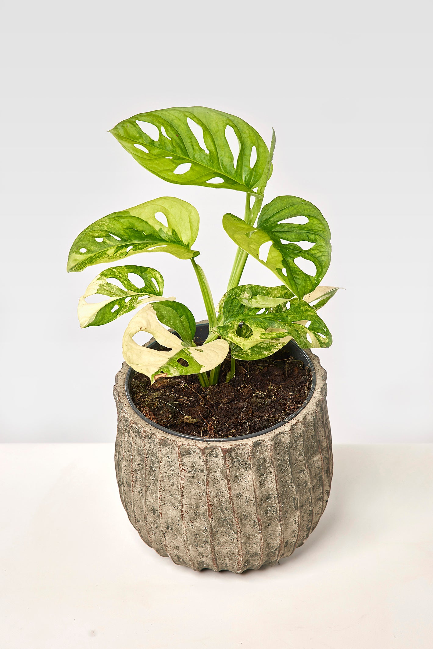 Monstera adansonii variegated aurea (6/7 + Leaves)