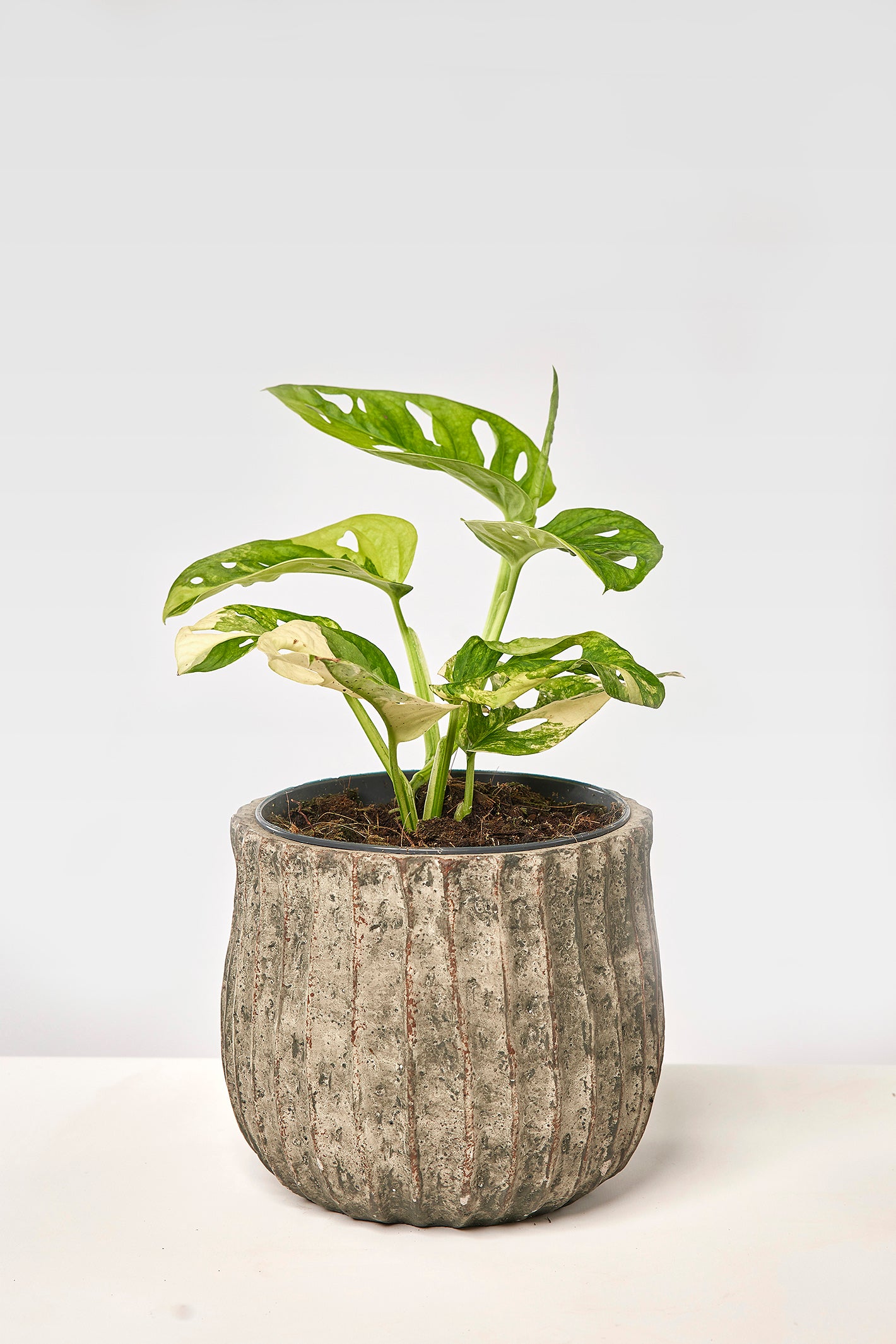 Monstera adansonii variegated aurea (6/7 + Leaves)