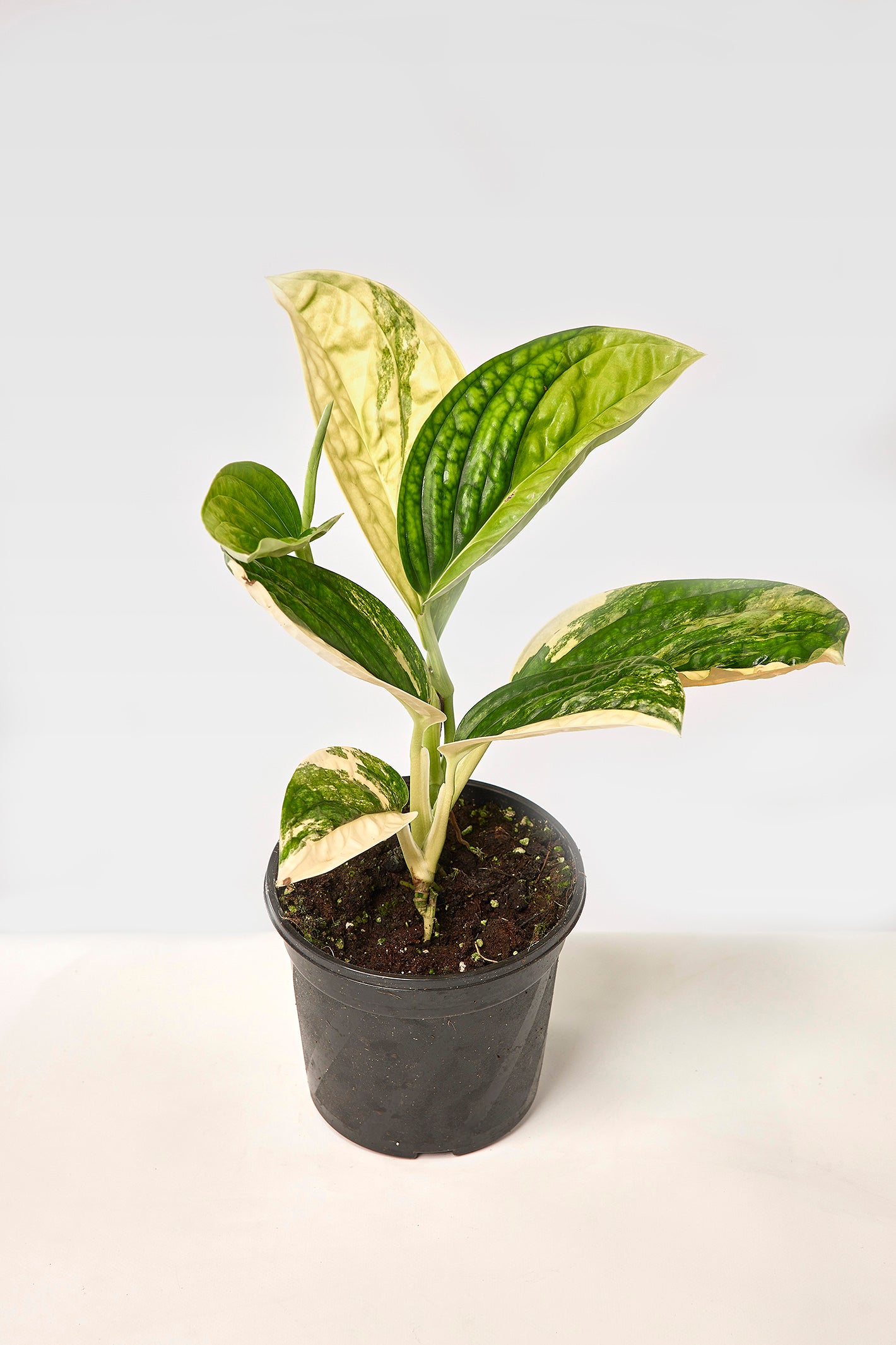 Monstera peru variegata (Big Plant)