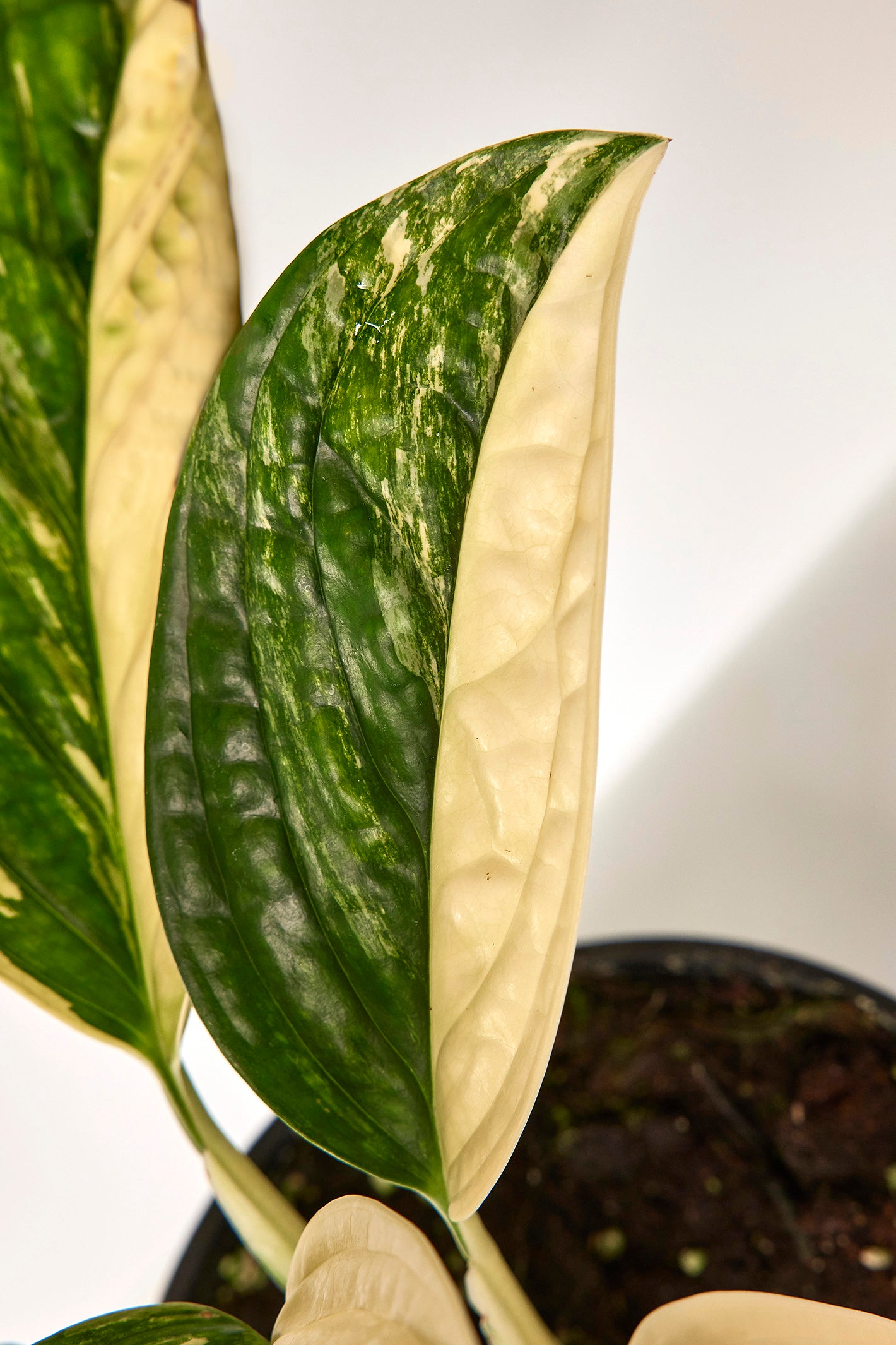 Monstera peru variegata (Big Plant)