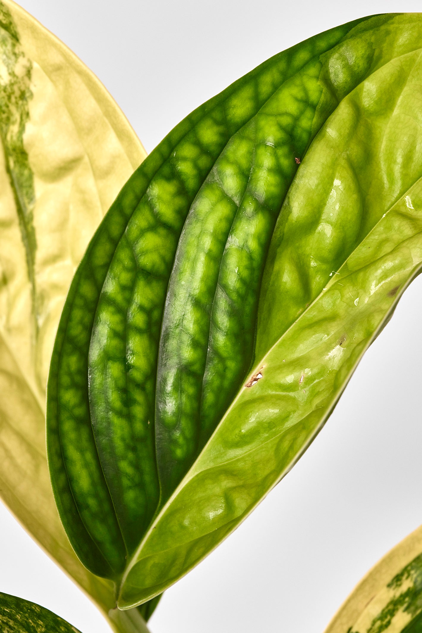 Monstera peru variegata (Big Plant)