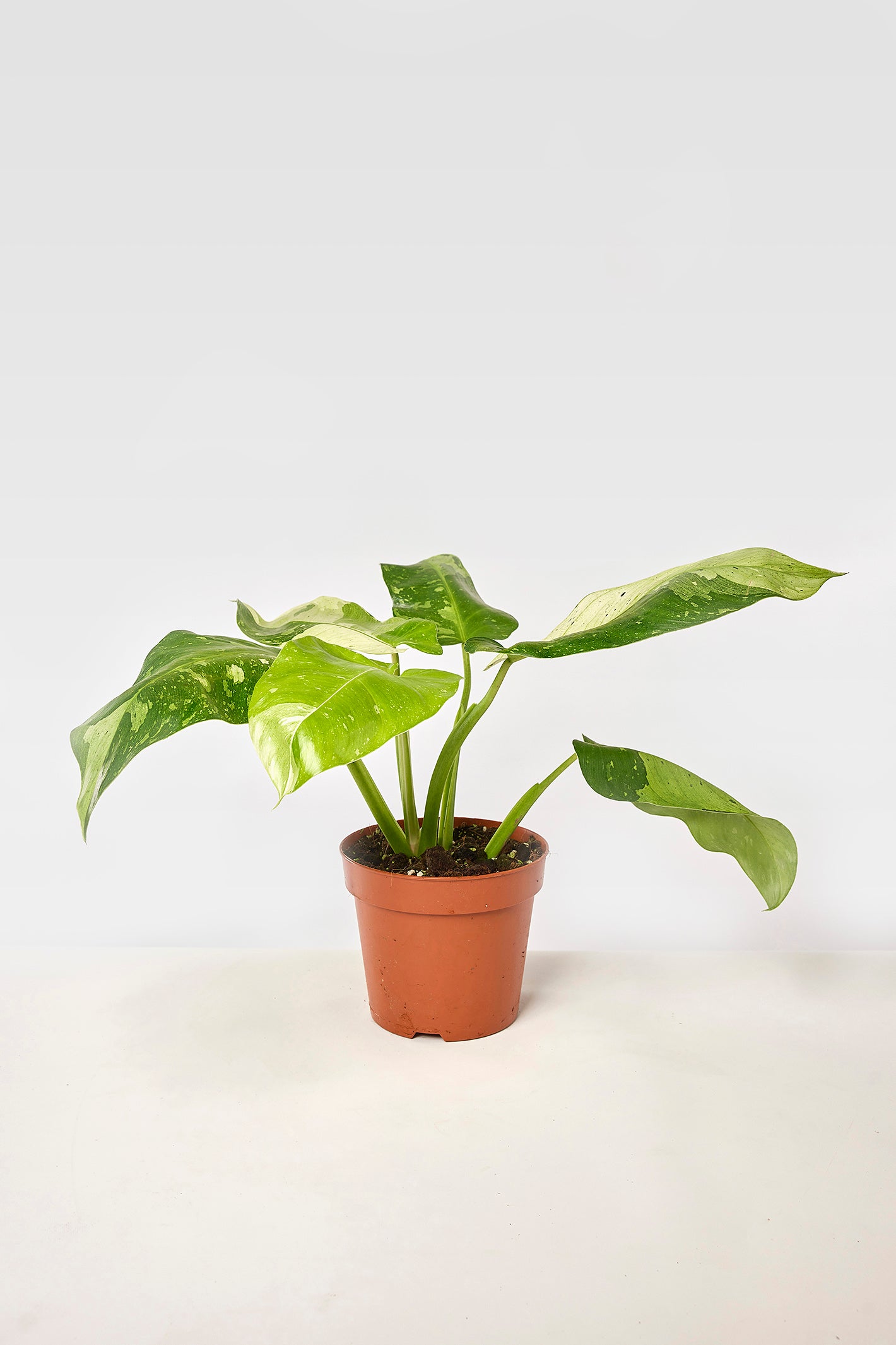 Philodendron Jose Buono "Big Plant" (6-10 Leaves)