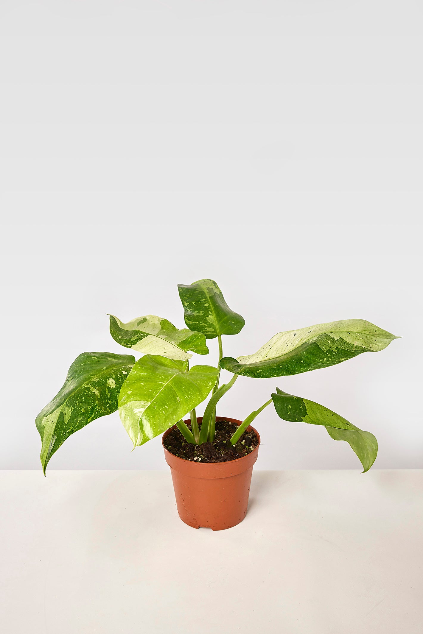 Philodendron Jose Buono "Groß pflanze" (6-10 Blätter)