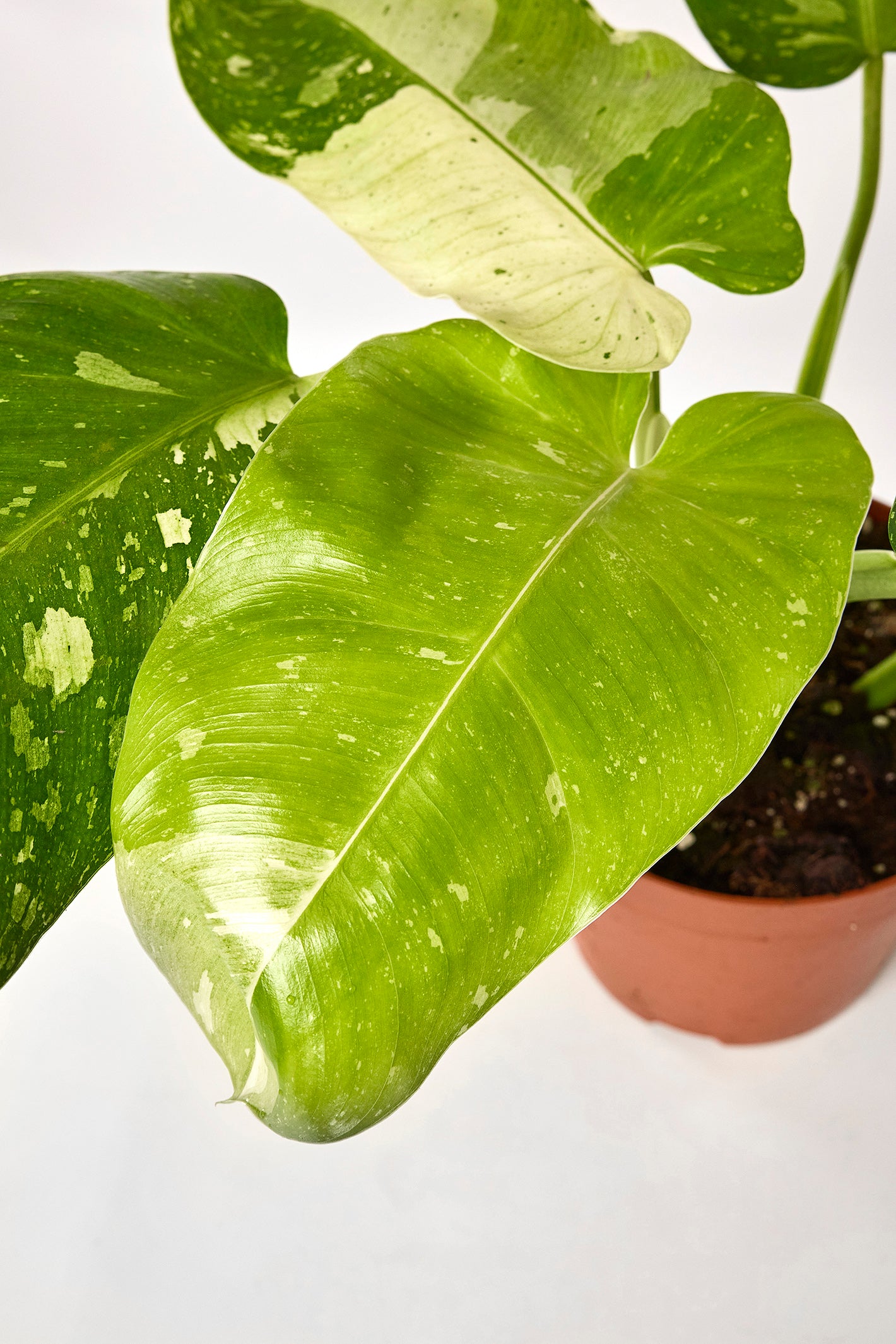 Philodendron Jose Buono "Groß pflanze" (6-10 Blätter)