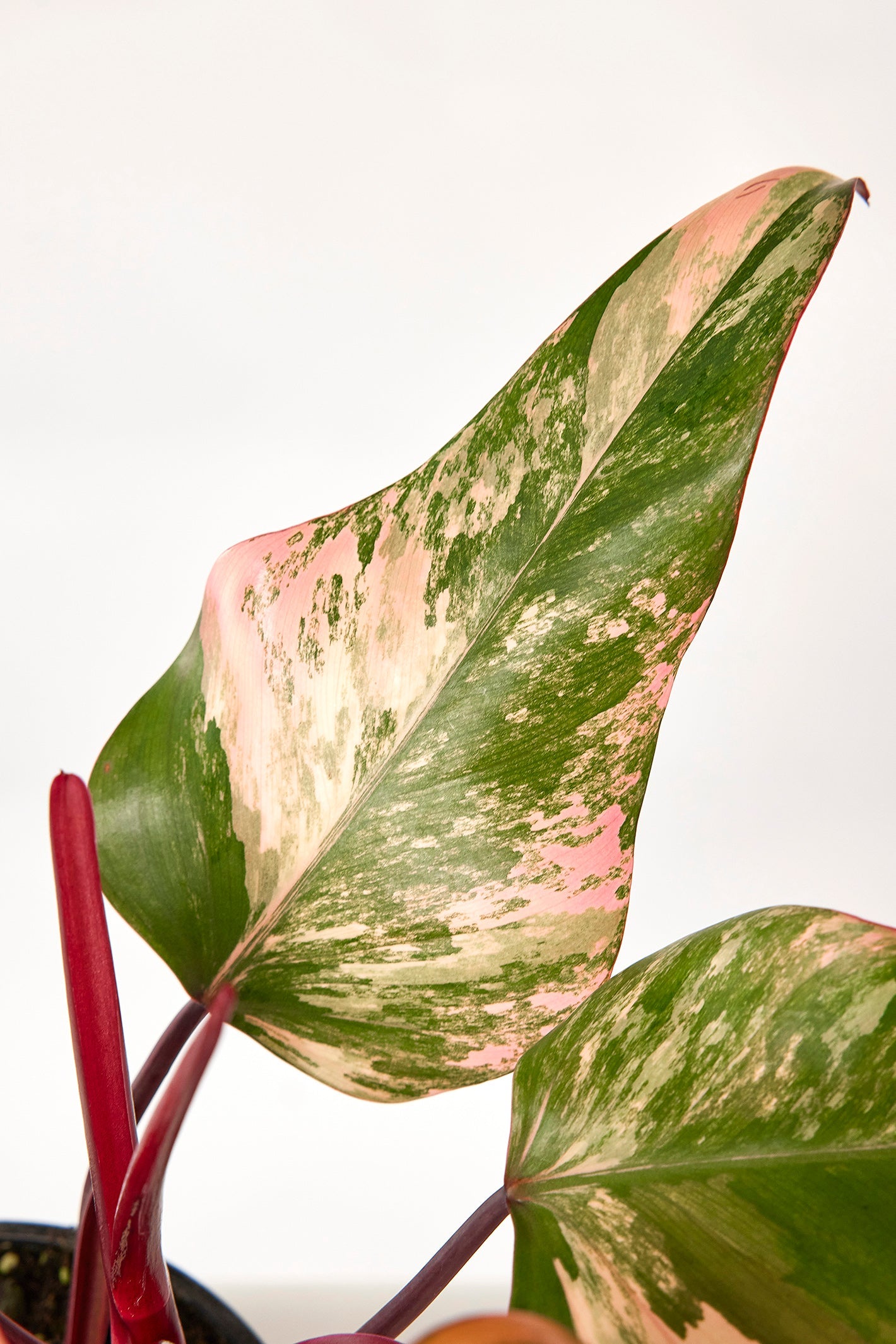 Philodendron strawberry shake (Groß pflanze)