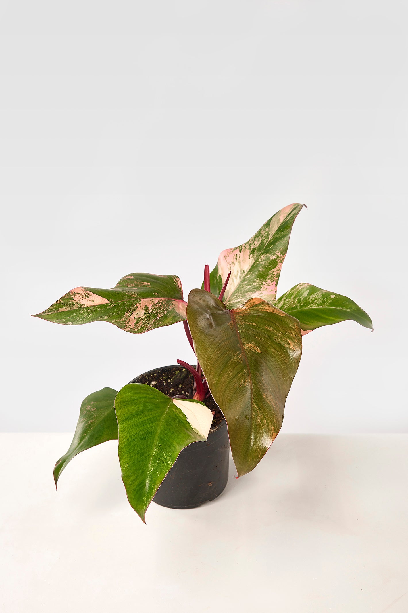 Philodendron Strawberry Shake