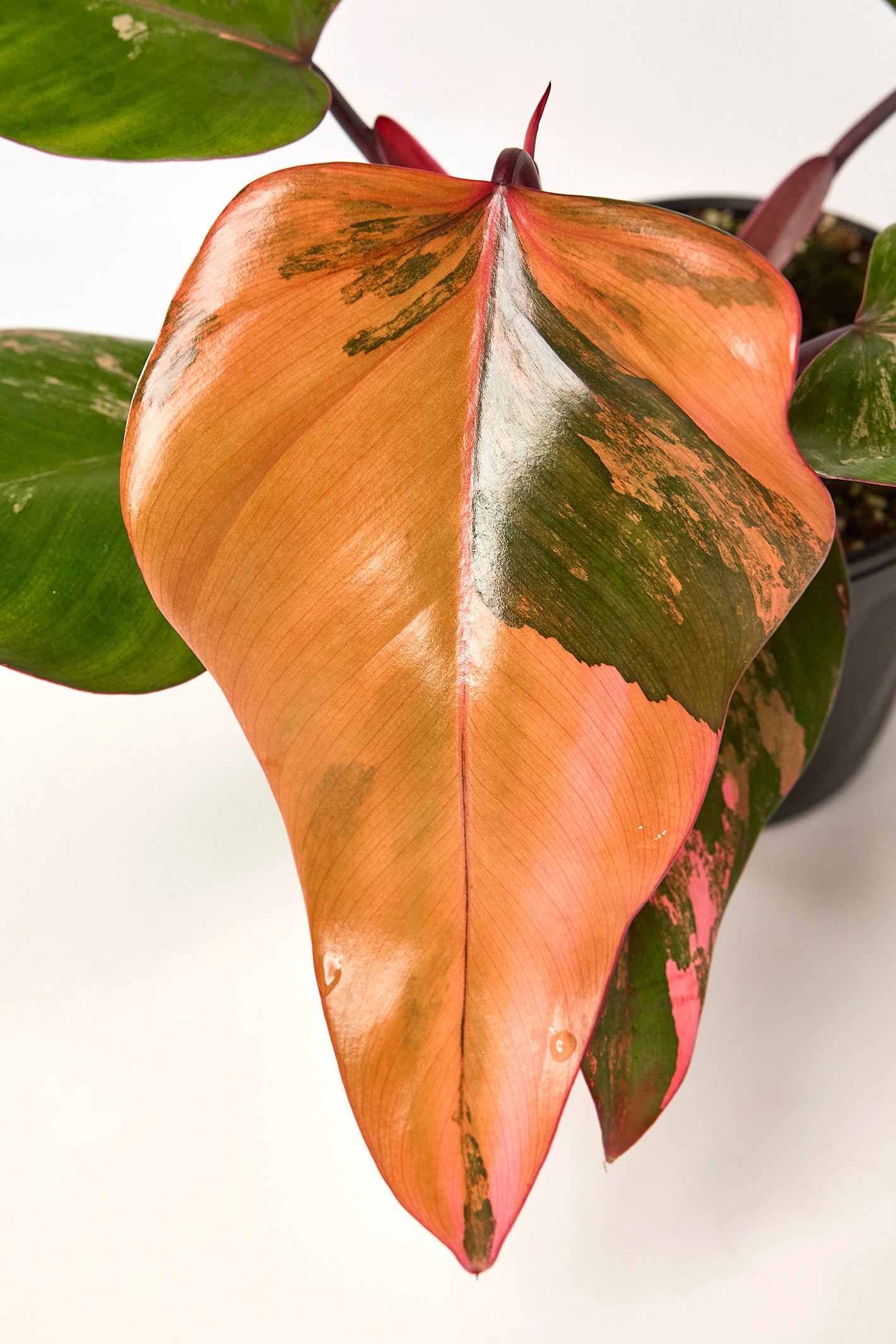 Philodendron strawberry shake (Selection 2)