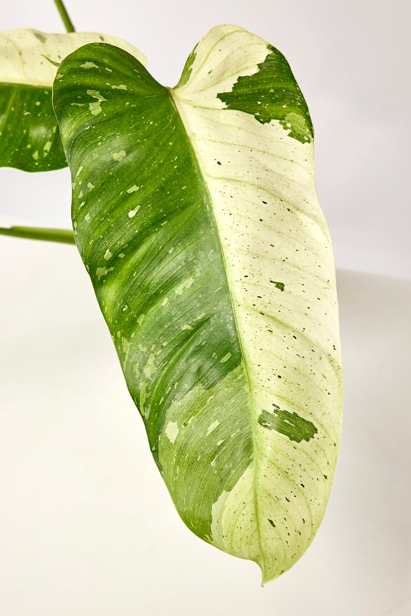 Philodendron Jose Buono (3-4 Blätter)