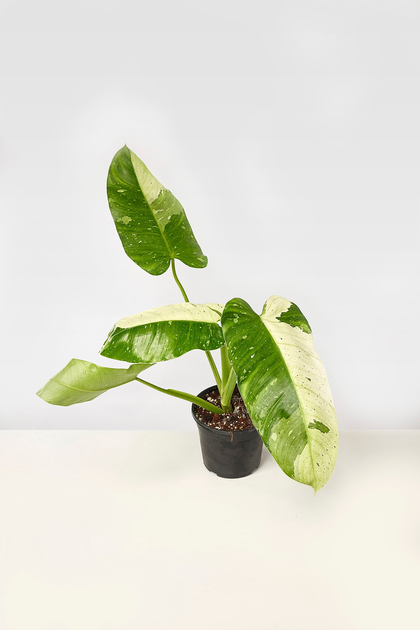 Philodendron Jose Buono (3-4 Blätter)