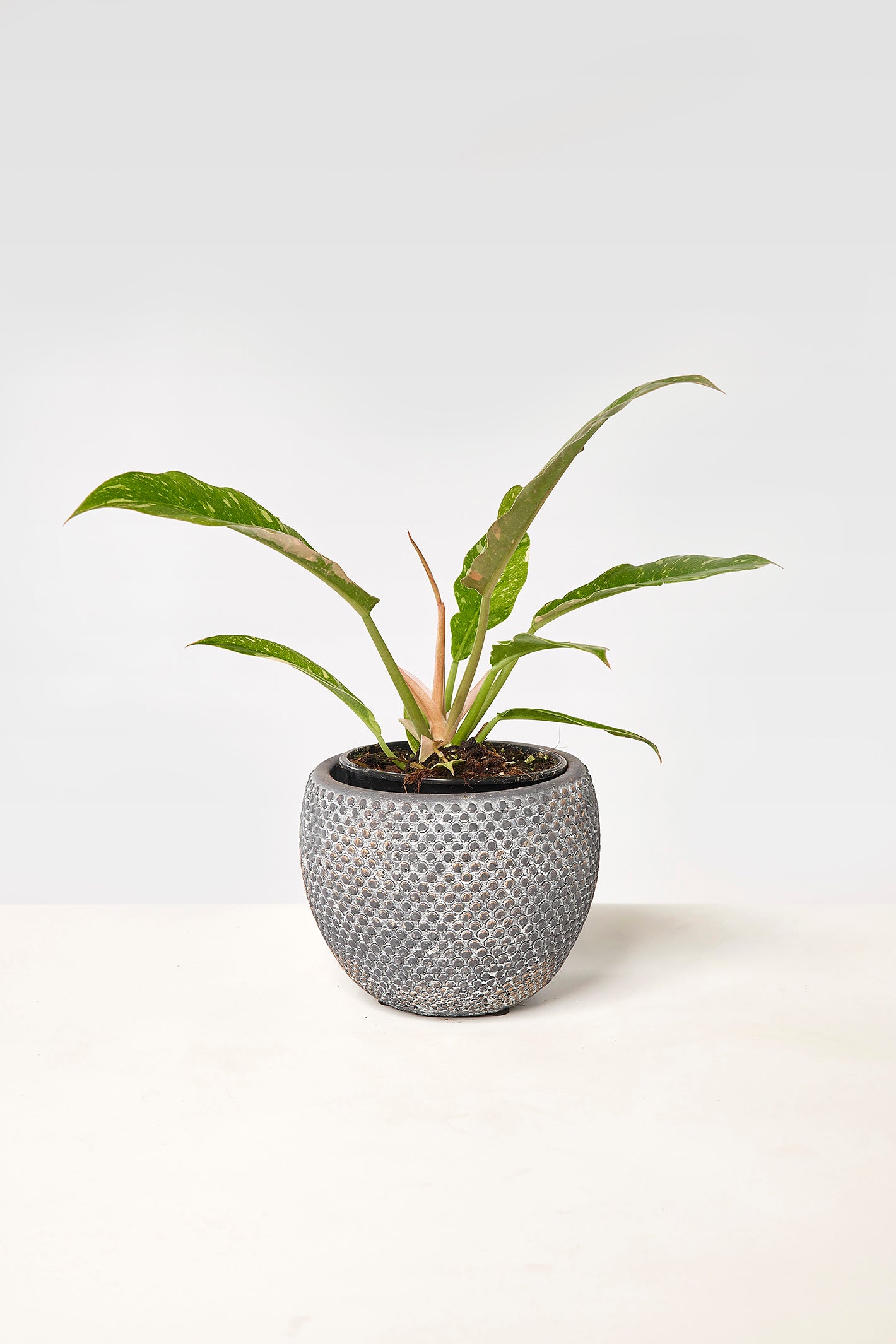 Philodendron "Ring Of Fire" 4 Leaves (Small Plant)