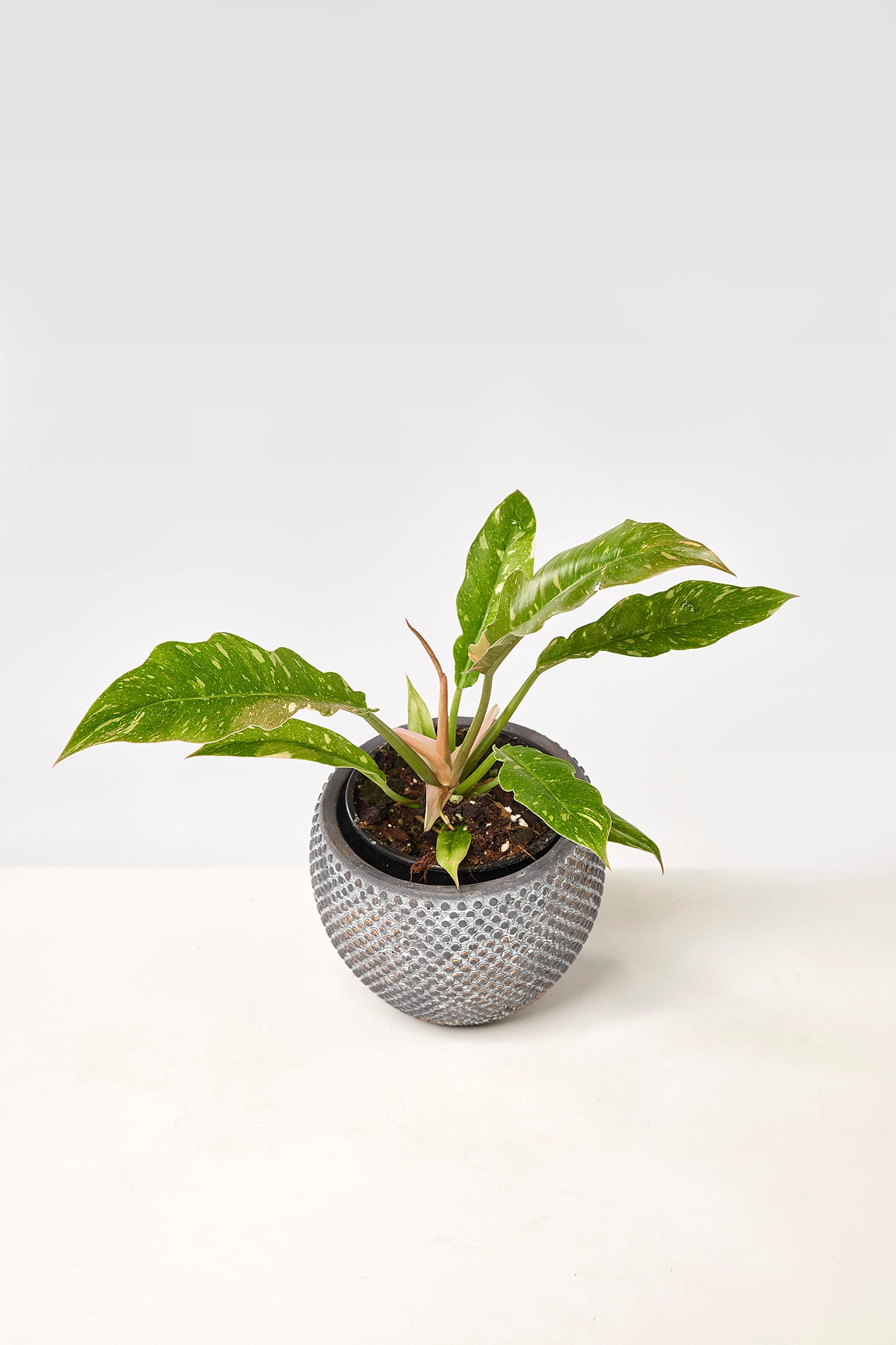 Philodendron "Ring Of Fire" 4 Leaves (Small Plant)