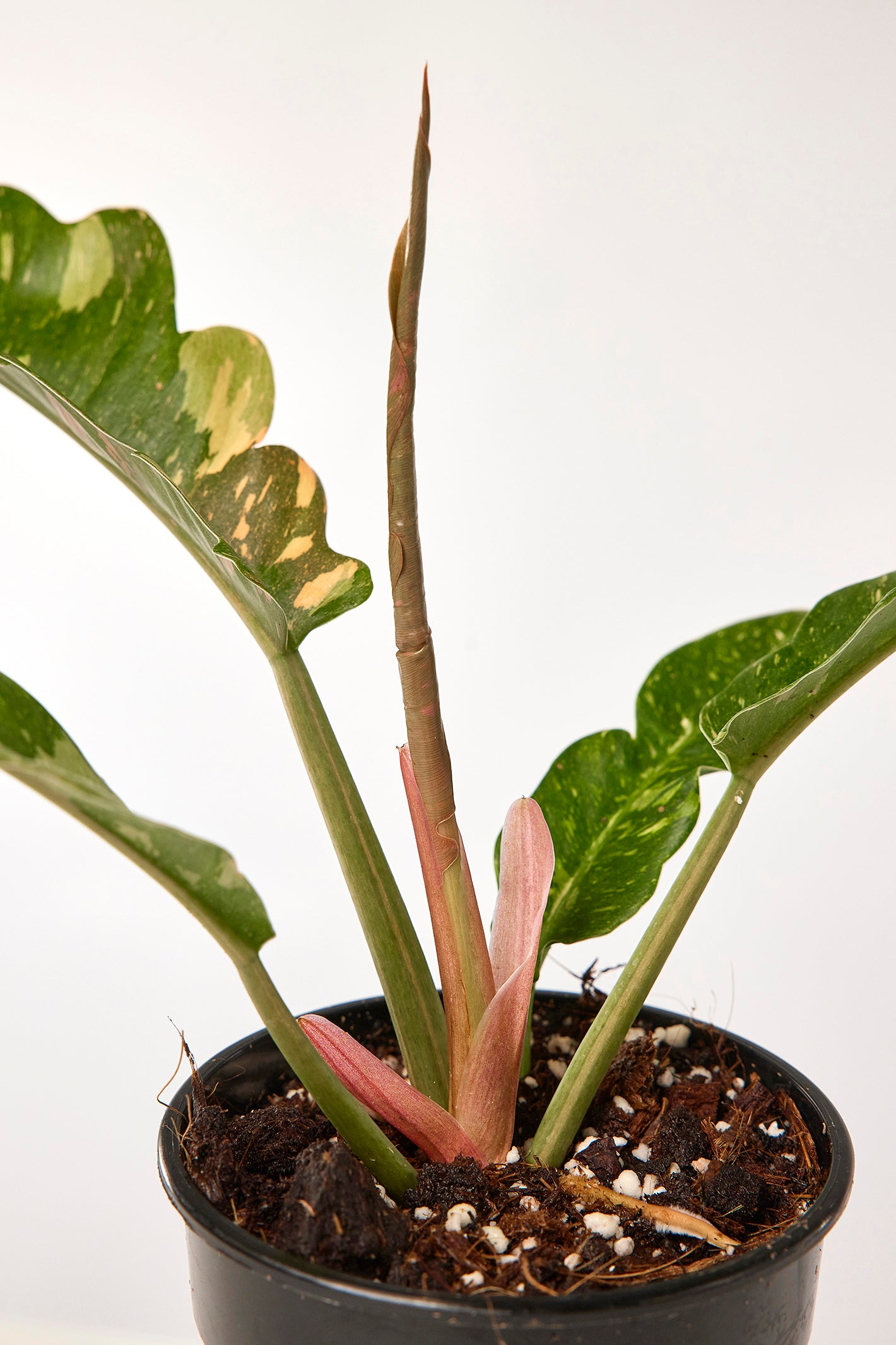 Philodendron "Ring Of Fire" 4 Leaves (Small Plant)