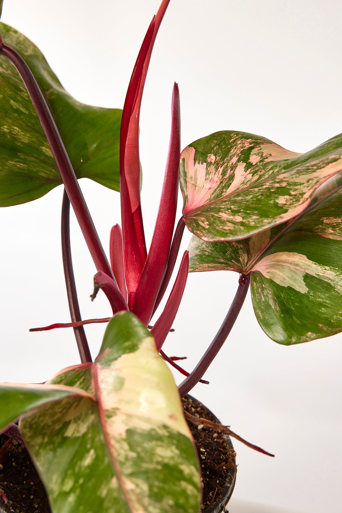 Philodendron strawberry shake (Groß pflanze)