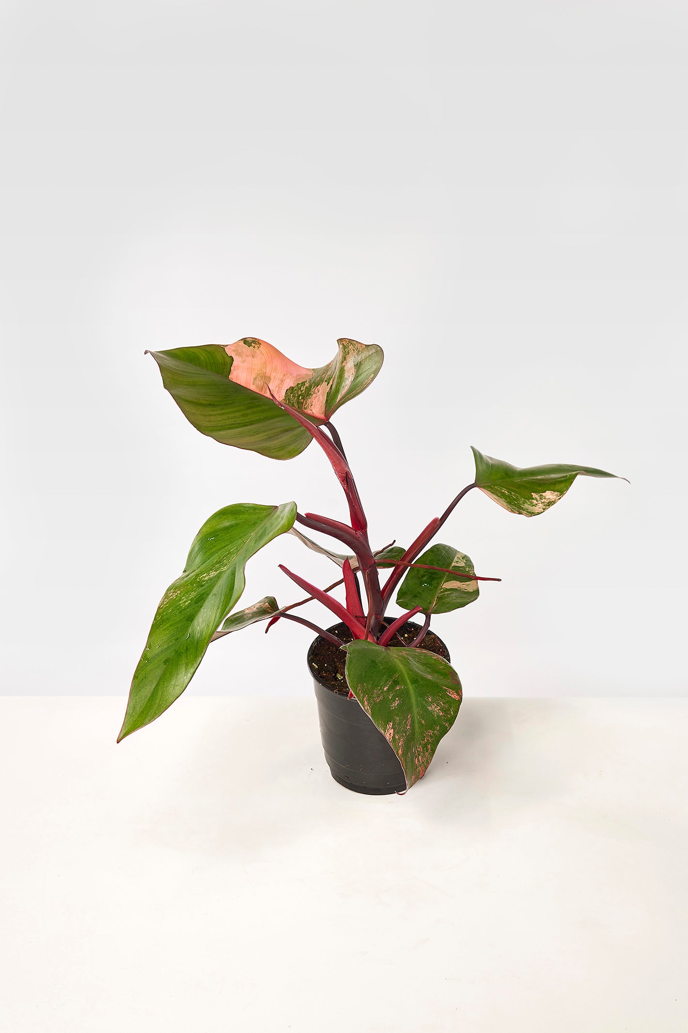 Philodendron Strawberry Shake