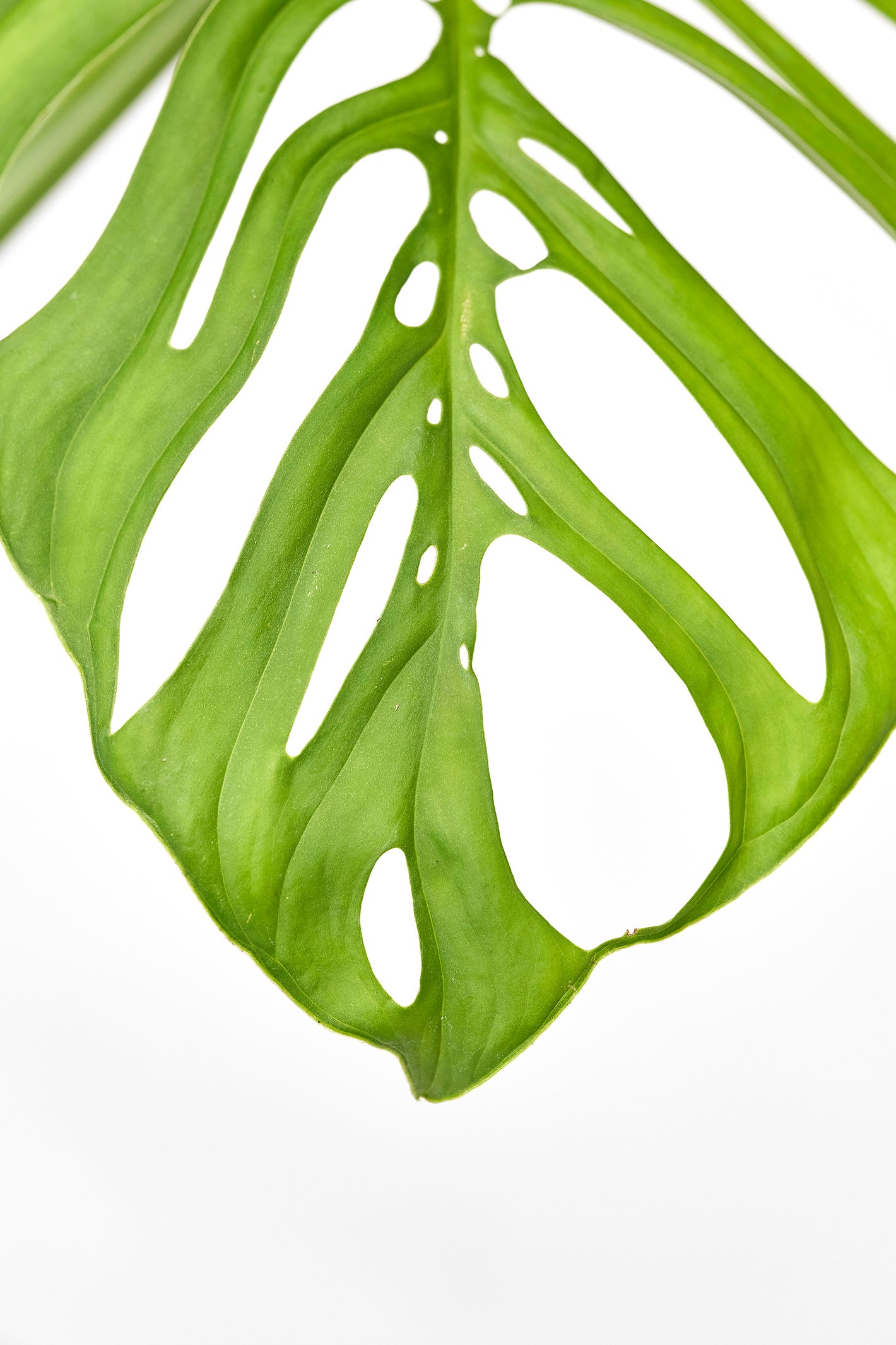 Monstera epipremnoides "Esqueleto" (1 Leaf Cutting)