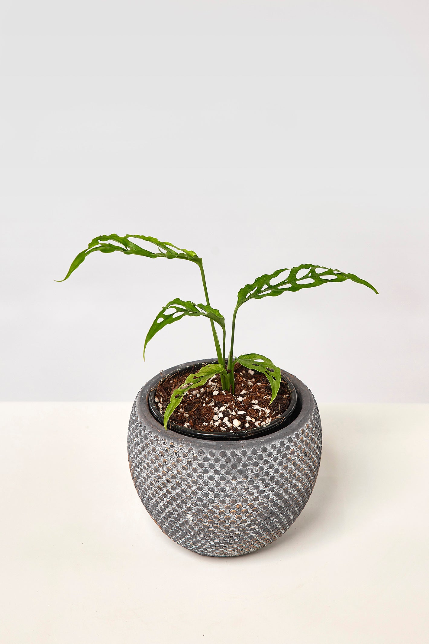 Monstera obliqua Peru 2 for 1