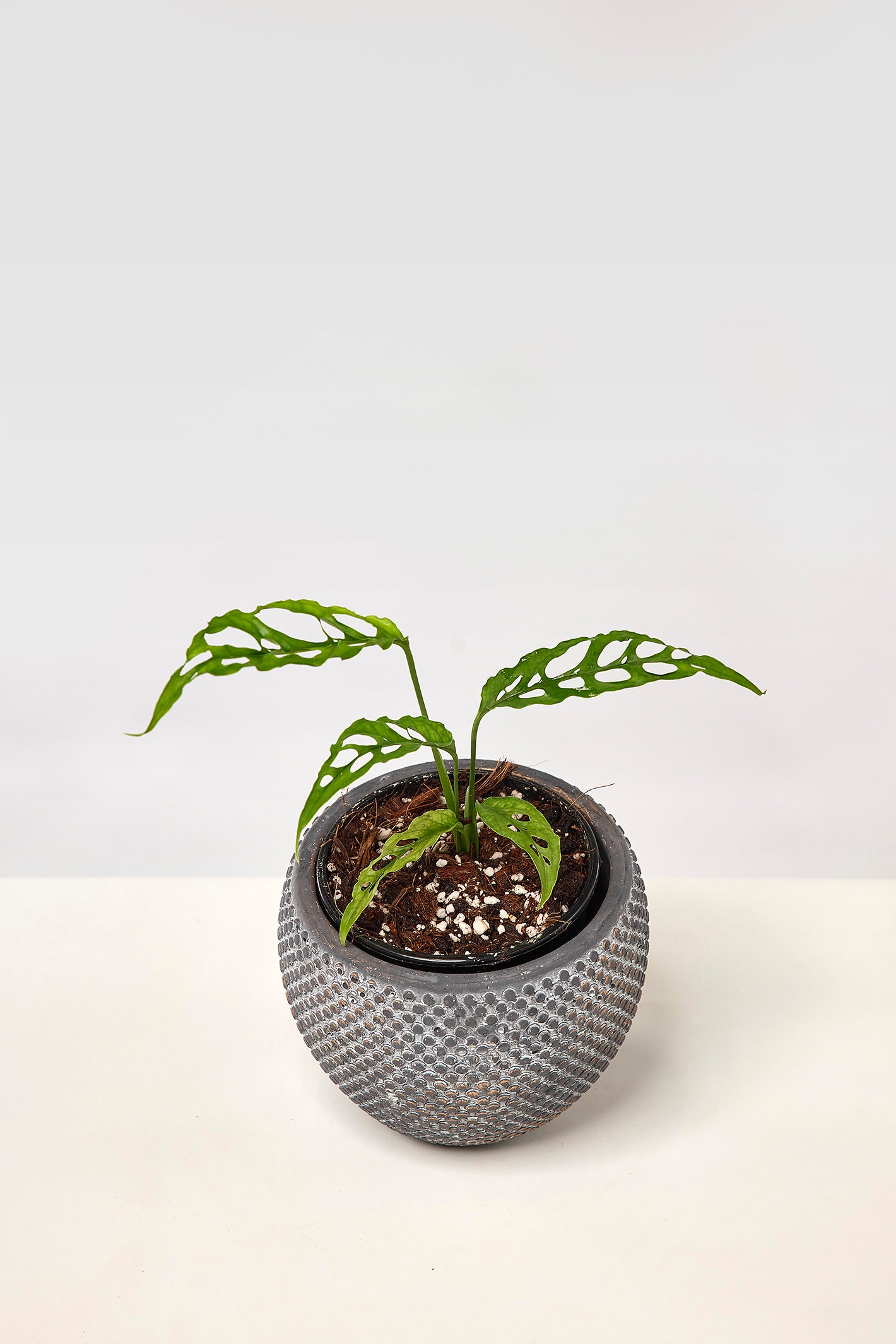 Monstera obliqua Peru 2 for 1