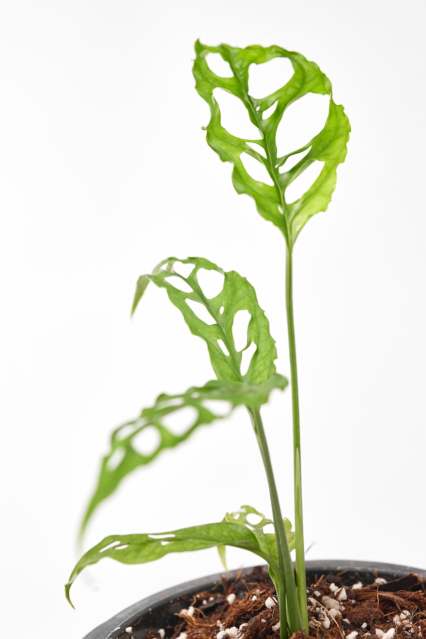 Monstera obliqua Peru 2 for 1