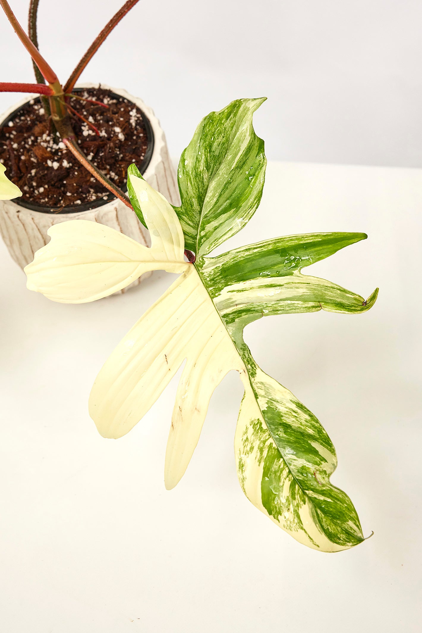 Philodendron Florida Beauty (4-6 Blätter) Hoch Variegated