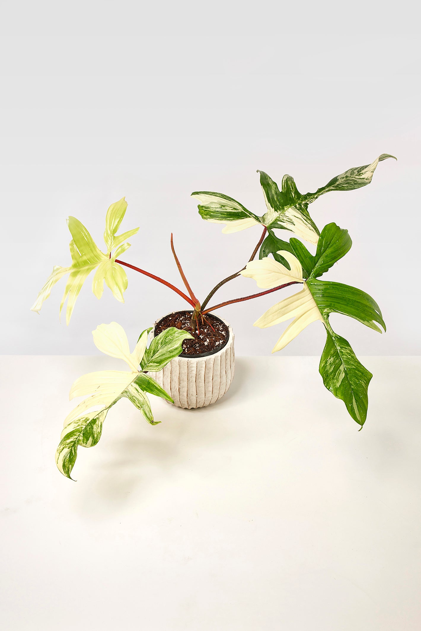 Philodendron Florida Beauty (4-6 Blätter) Hoch Variegated