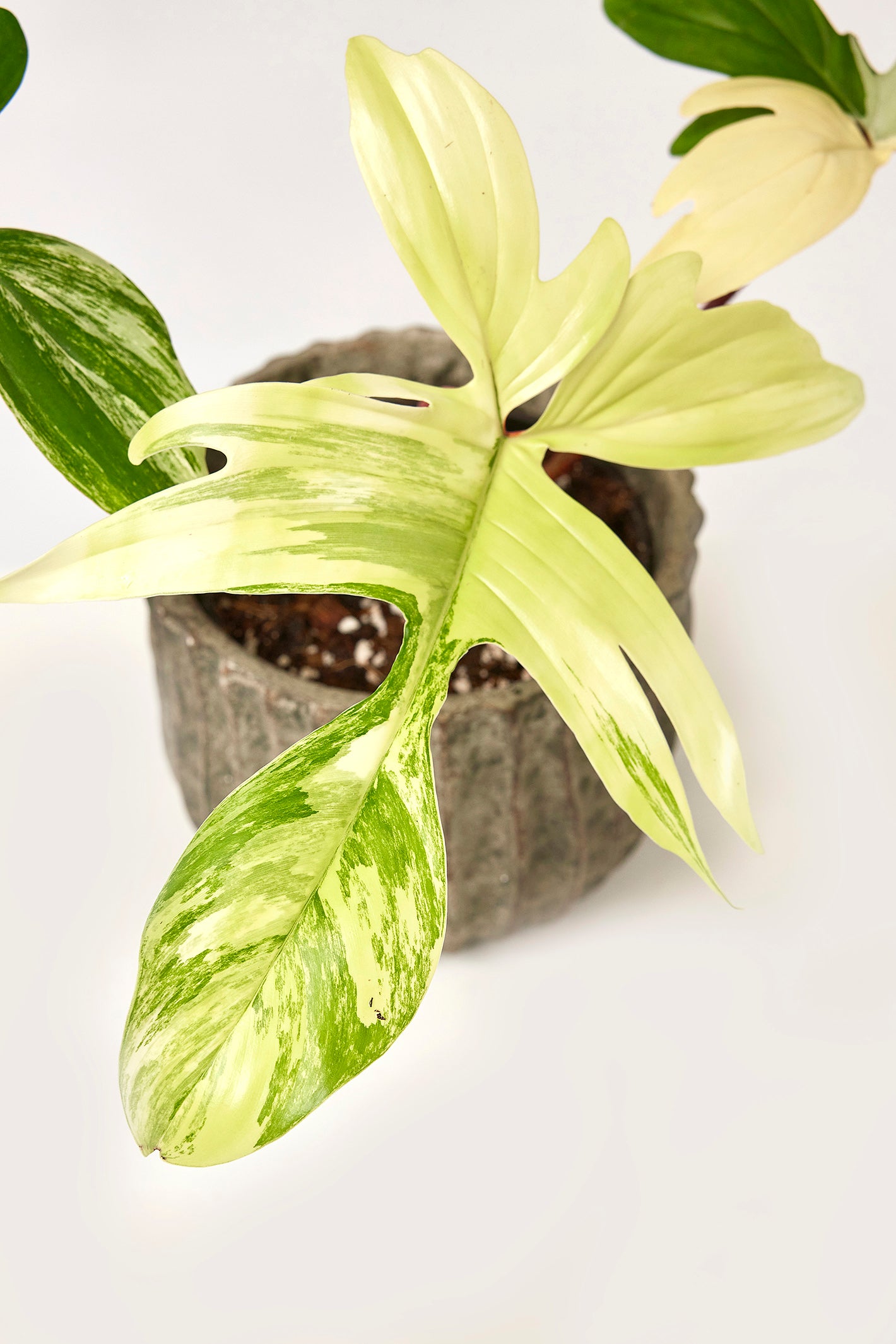 Philodendron Florida Beauty (4-6 Blätter) Hoch Variegated