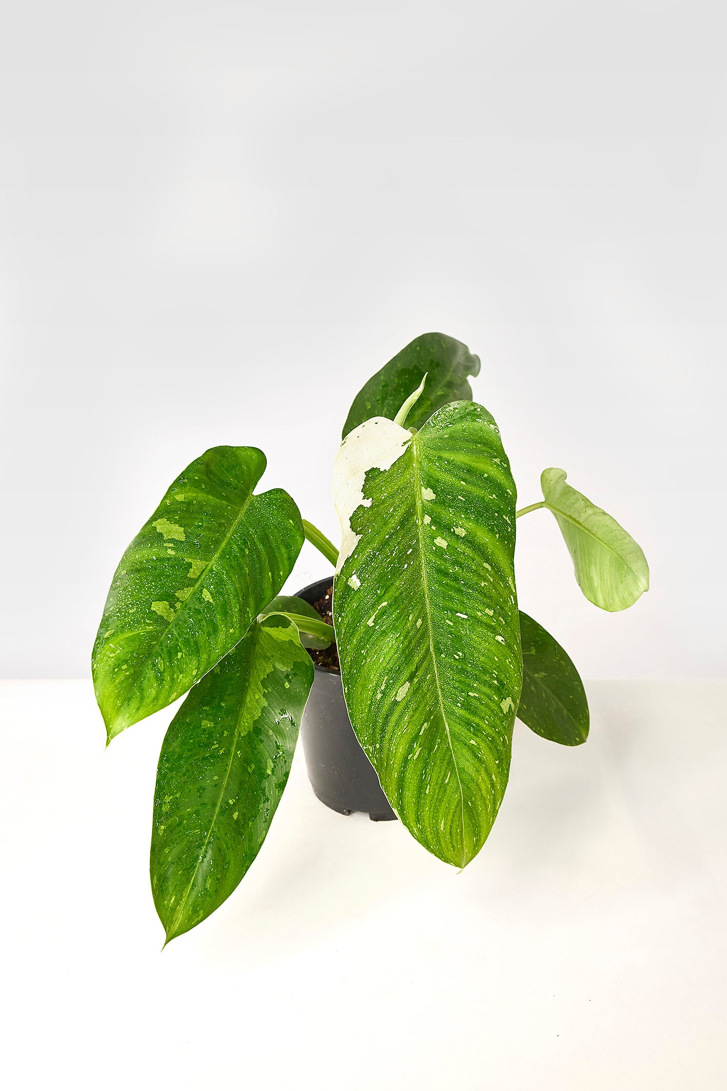 Philodendron Jose Buono (3-4 Leaves)