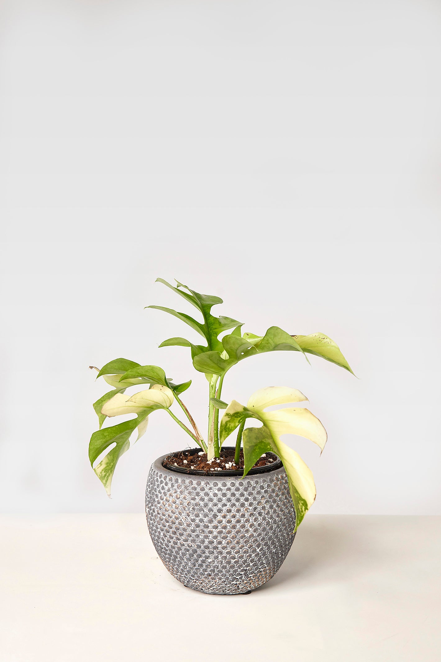 Monstera minima variegated albo (5-6 leaves)+ Highly variegated