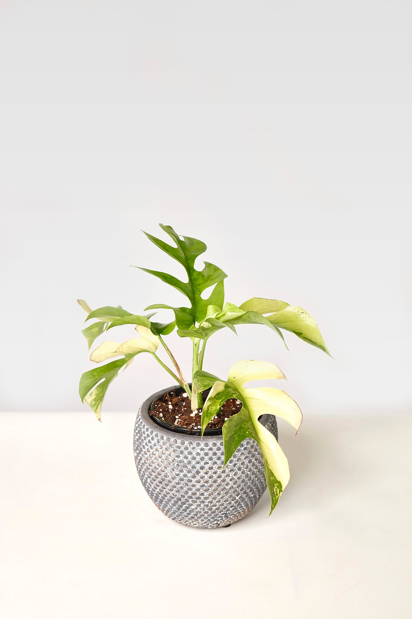 Monstera minima variegated albo (5-6 leaves)+ Highly variegated