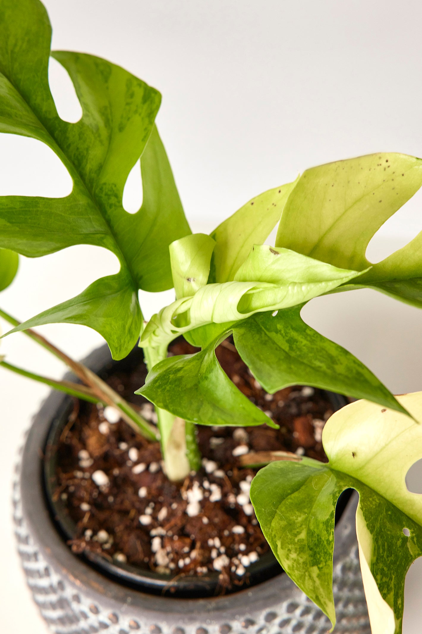 Monstera minima variegated albo (5-6 leaves)+ Highly variegated