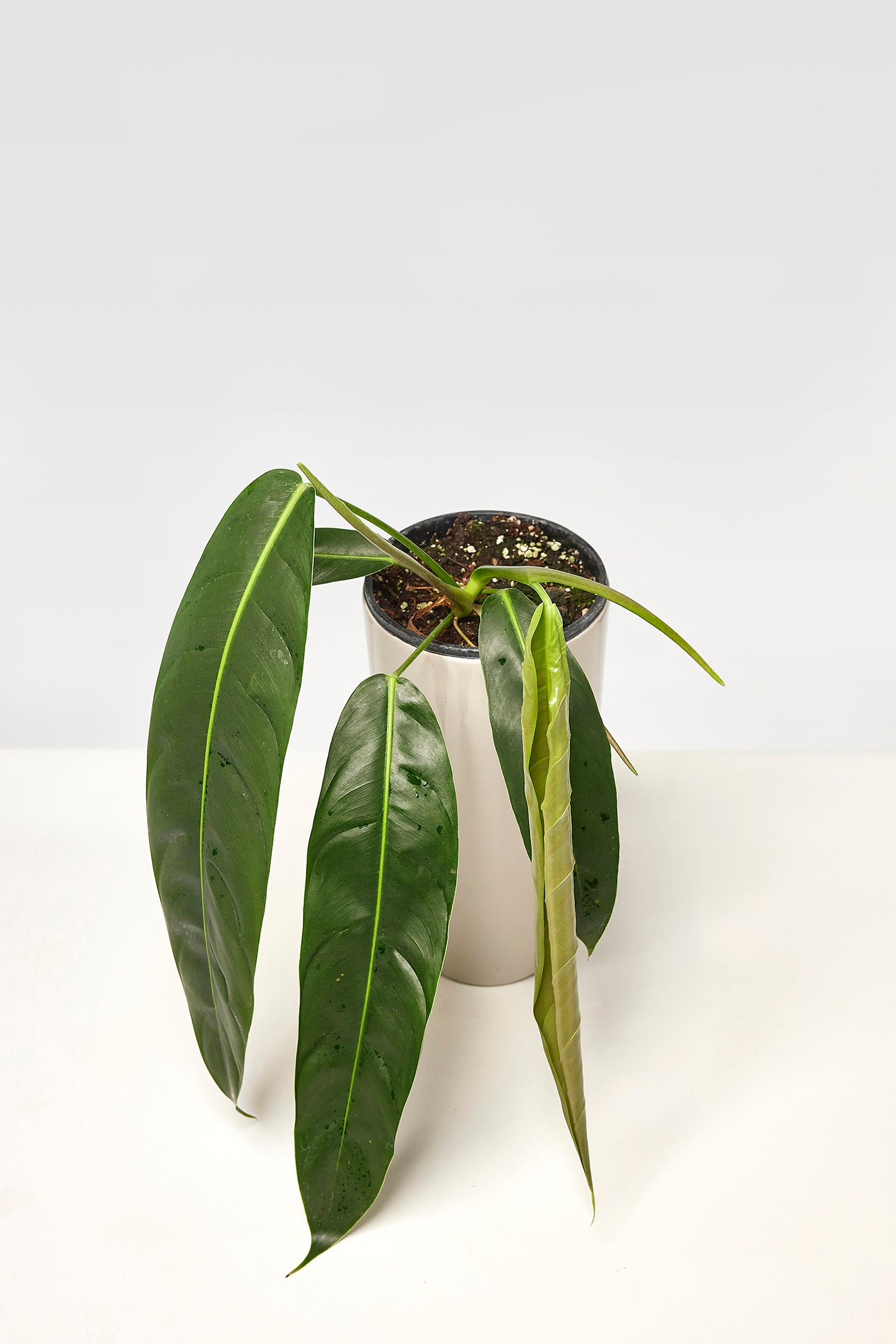 Philodendron patriciae ''Small Leaves''