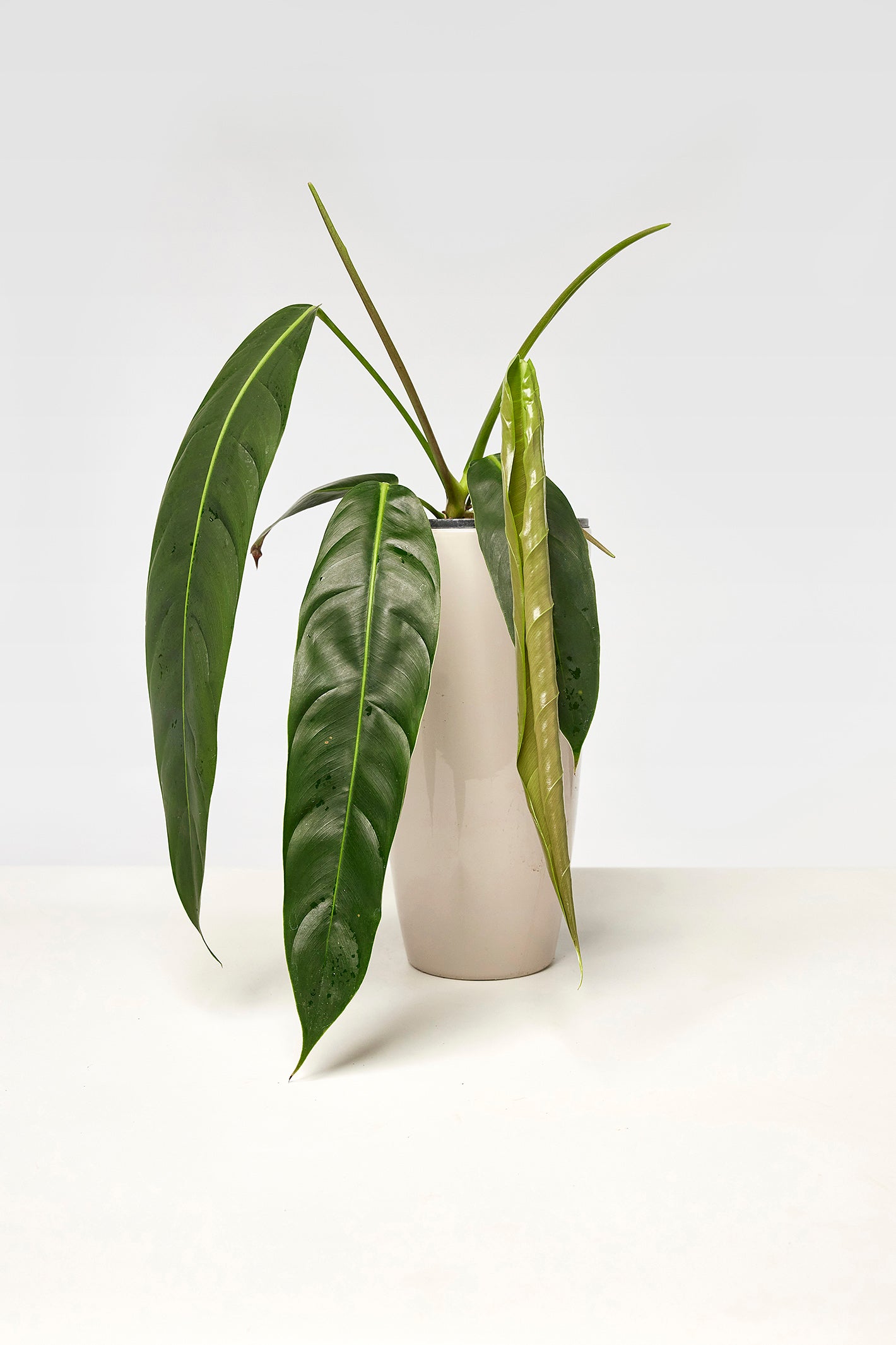 Philodendron patriciae "Kleine Blätter