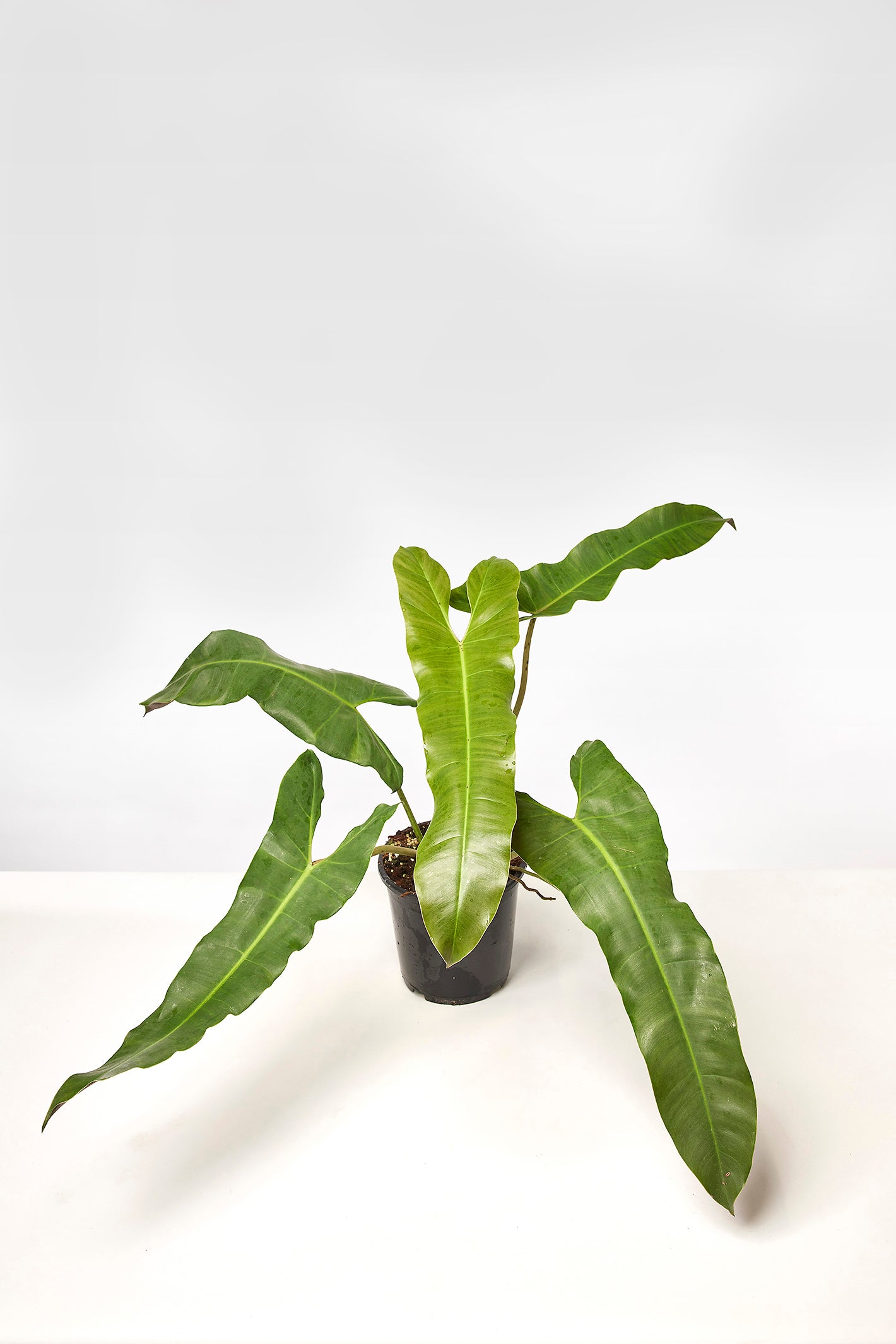Philodendron atabapoense "Große Blätter" (Large pflanze)