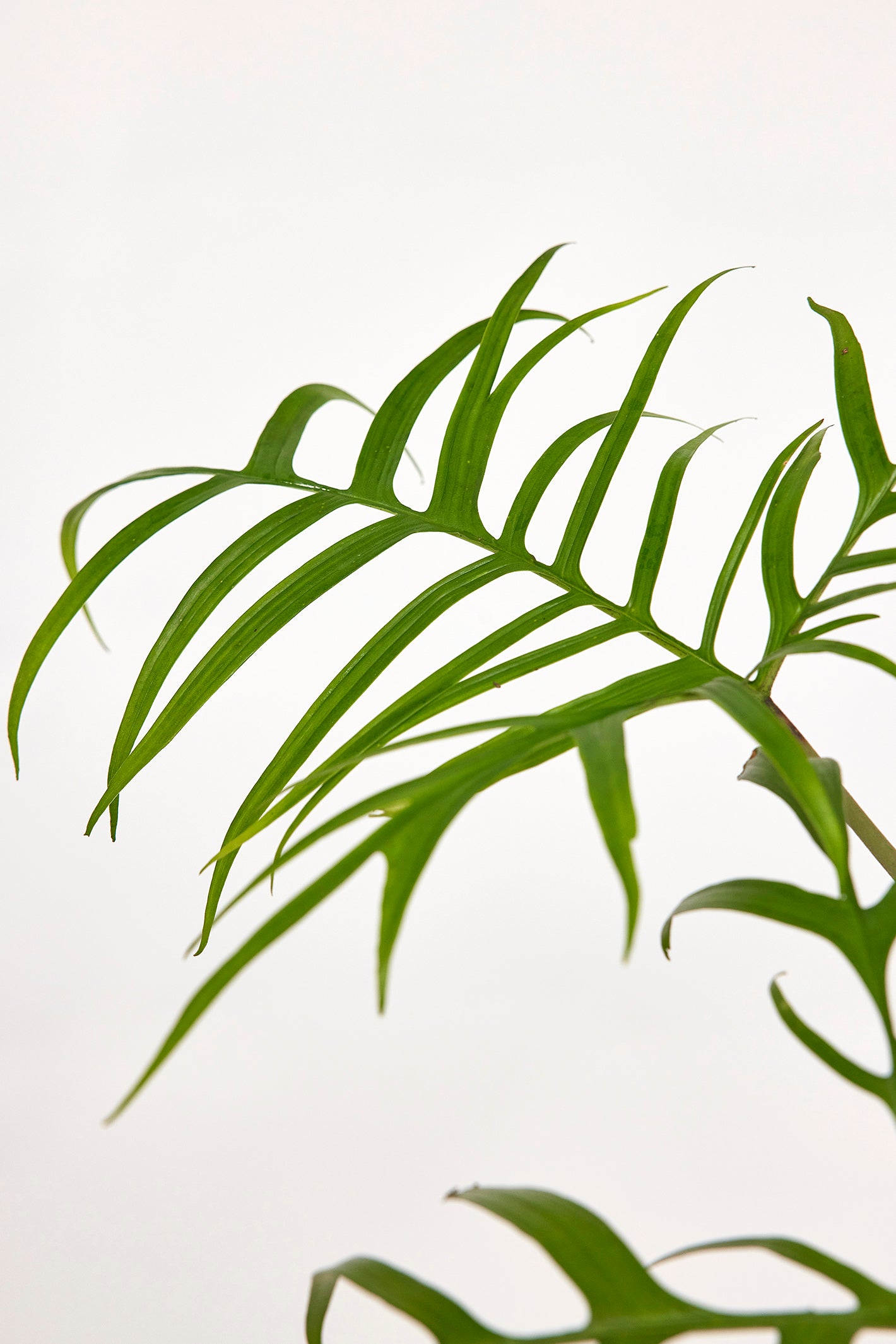 Philodendron polypodioides "Brasilien" Big Leaves