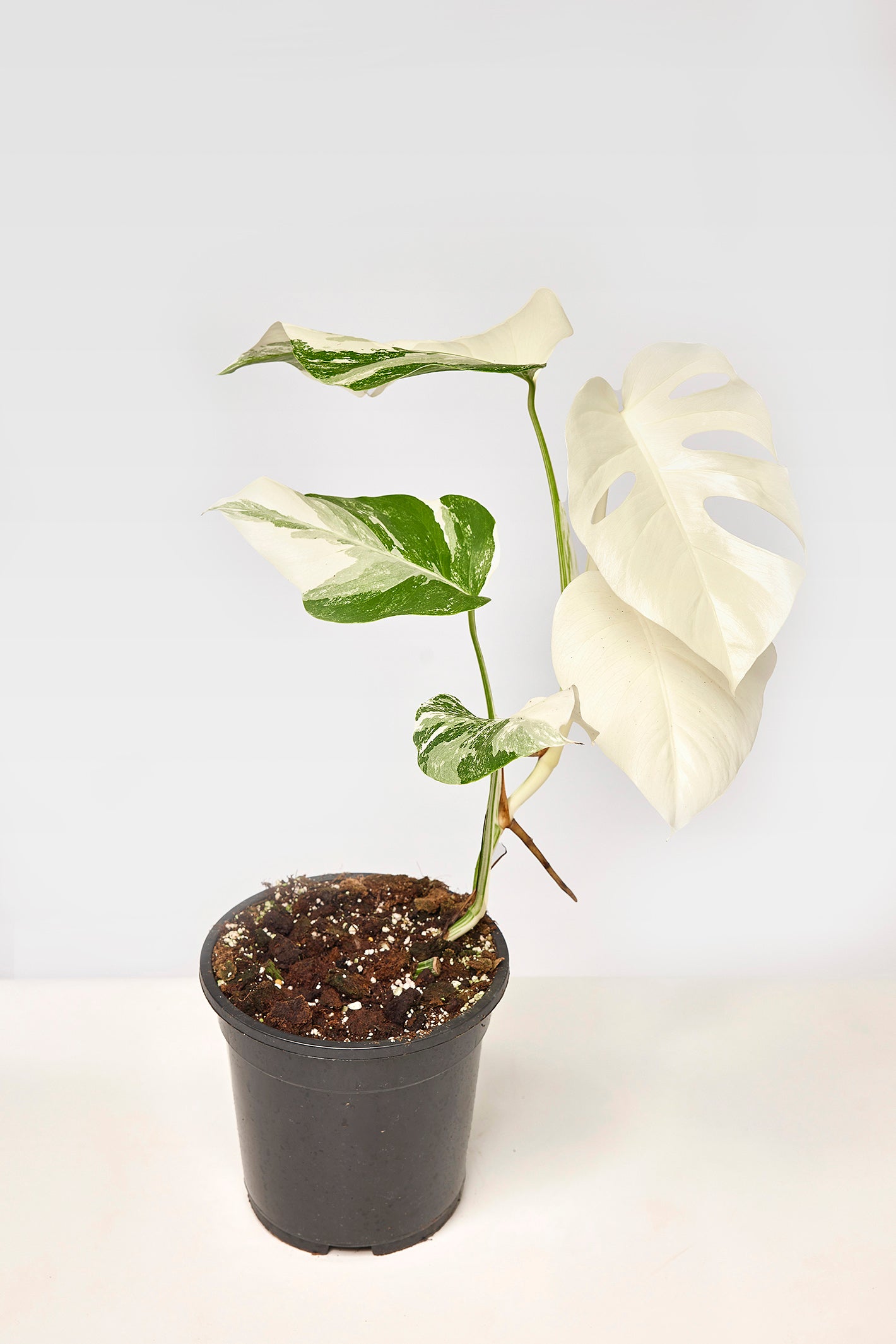 Monstera deliciosa Variegata albo "Full Moon" (3 Leaves)