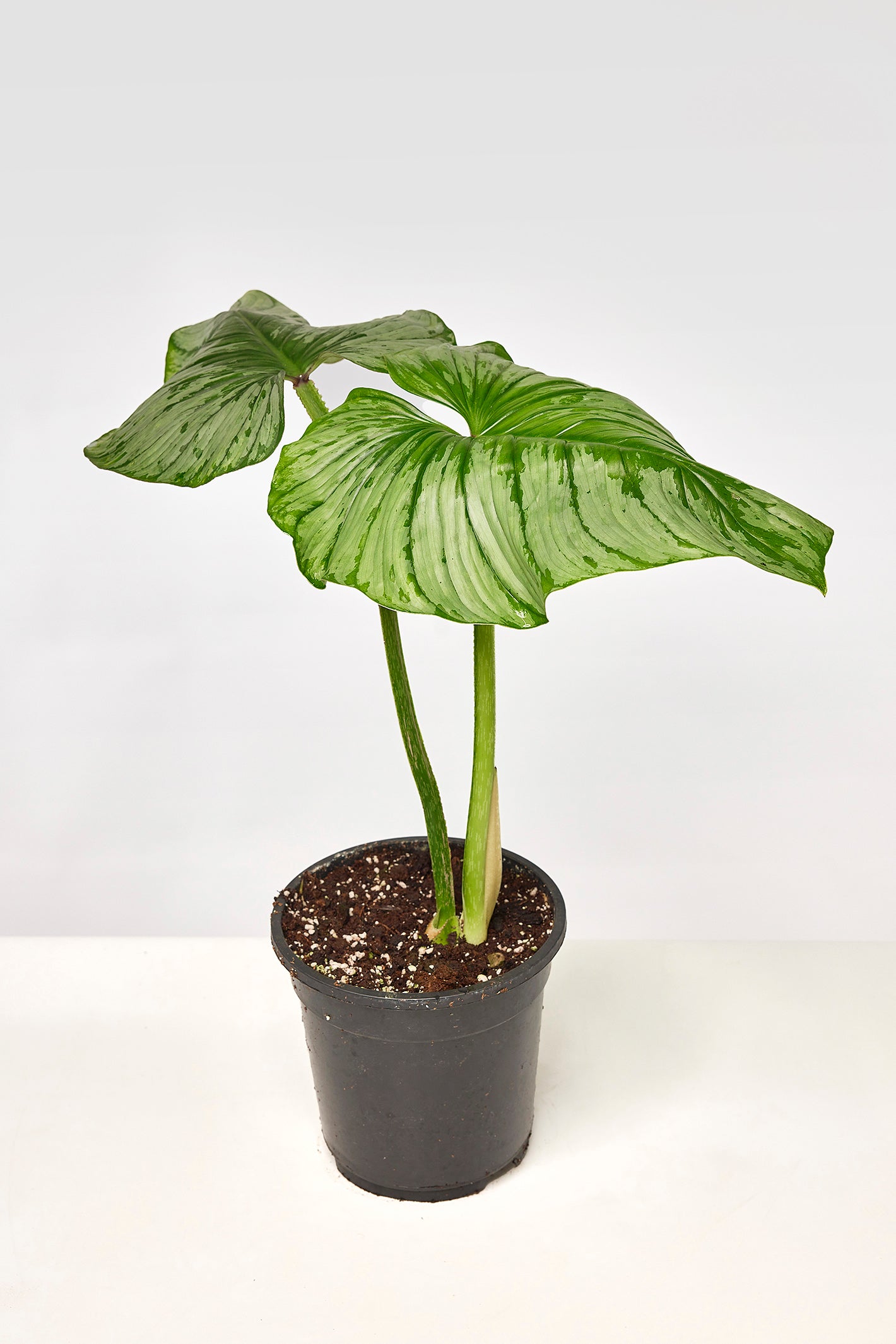 Philodendron mamei